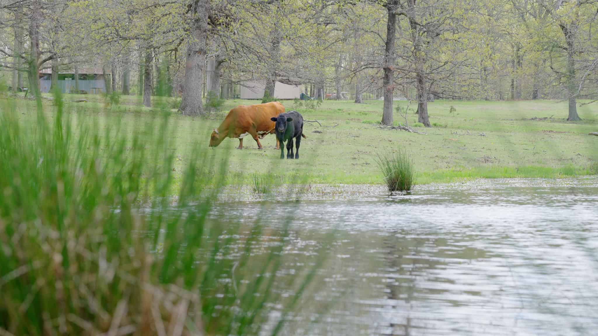 Lindale Texas Recreational Ranch Land for Sale East of Dallas