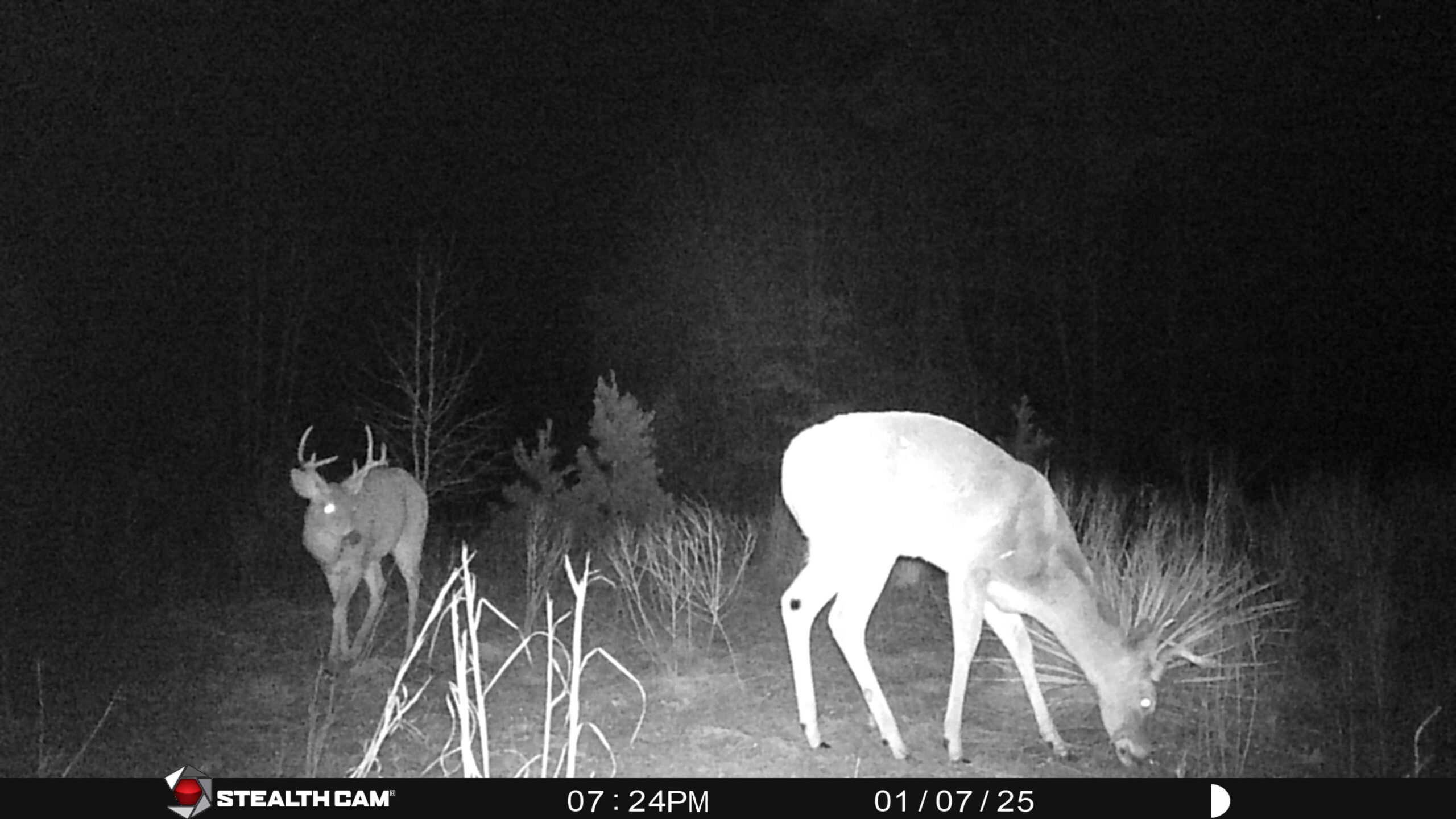 Harrison County, TX Whitetail Paradise