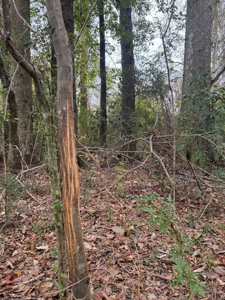 Land on the Tangipahoa River in Pike County, MS