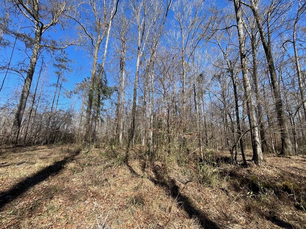 310 Acres Claiborne Hunting Property