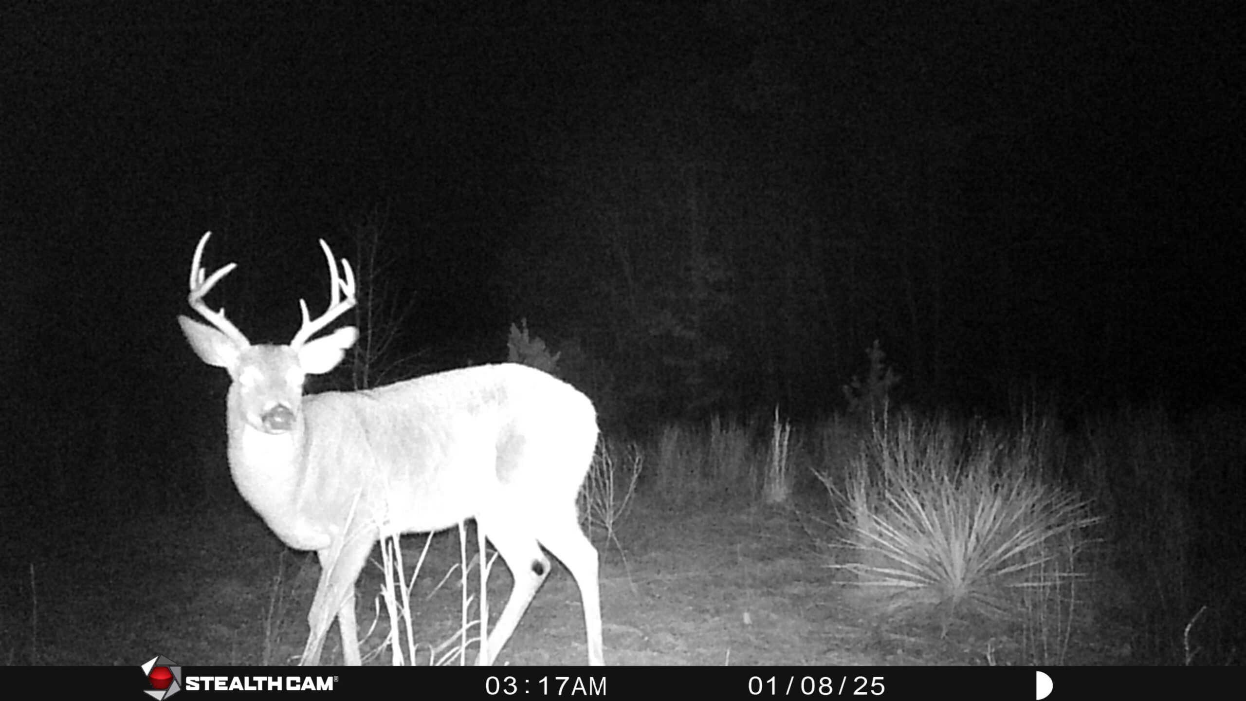 Harrison County, TX Whitetail Paradise
