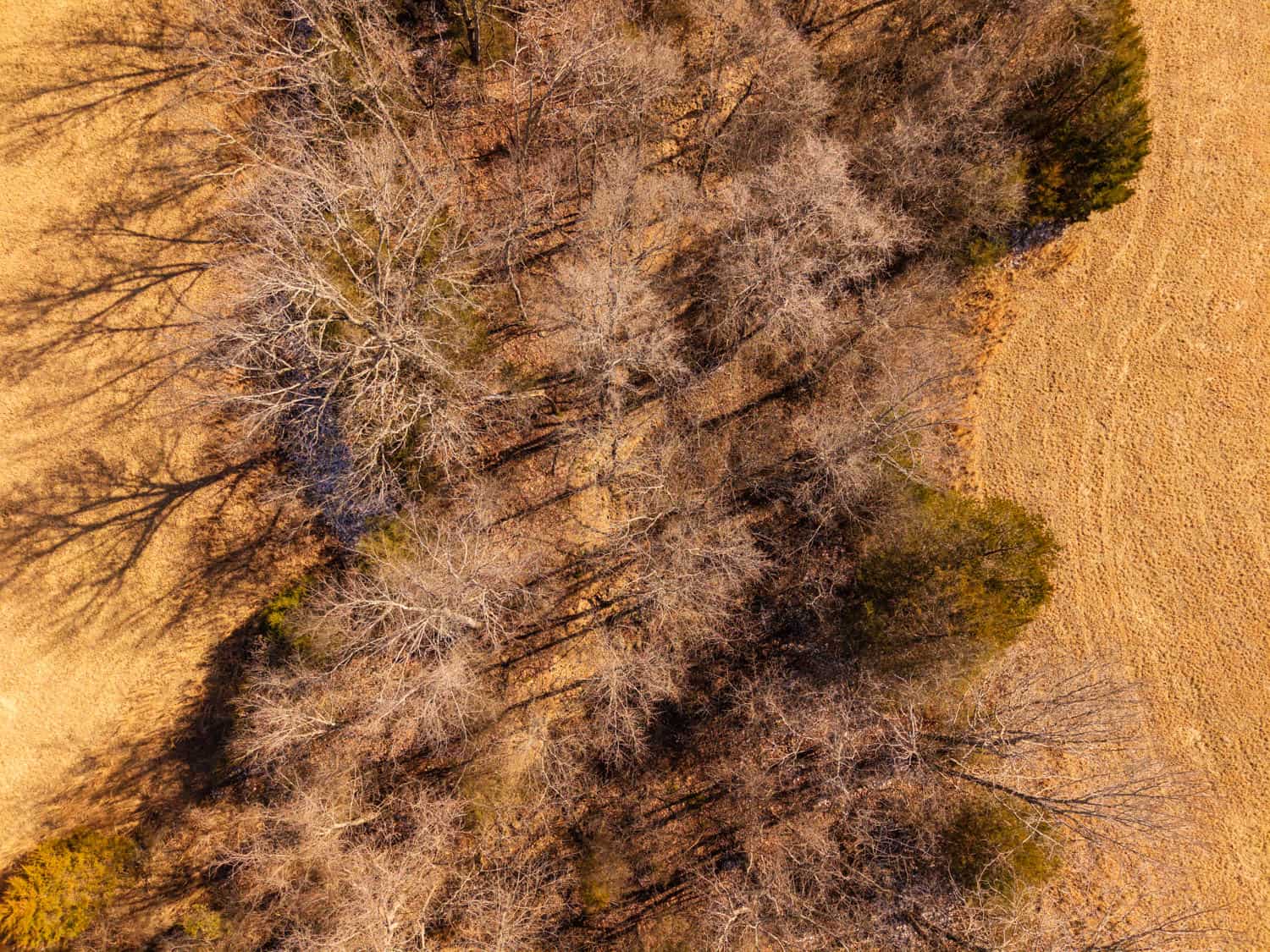 Farmhouse and 82 Acres in the Oregon County Ozarks