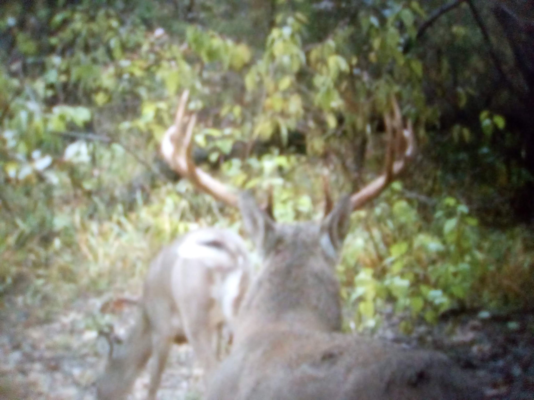 20-Acre Hunter’s Paradise in Southeastern Oklahoma-Prime location & Utilities Ready