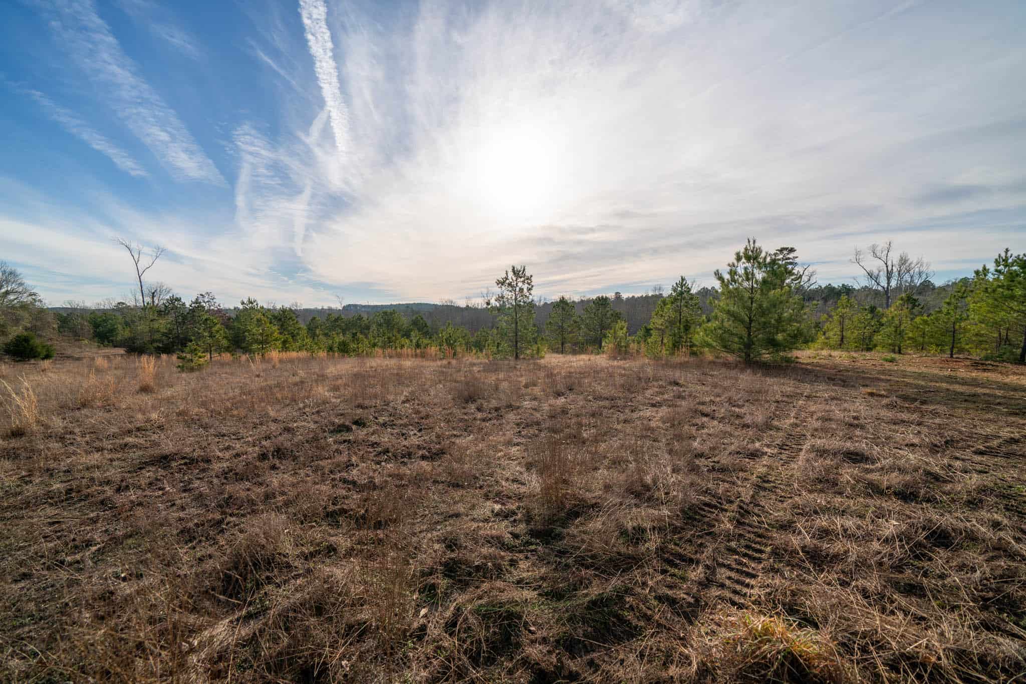 Harrison County, TX Whitetail Paradise