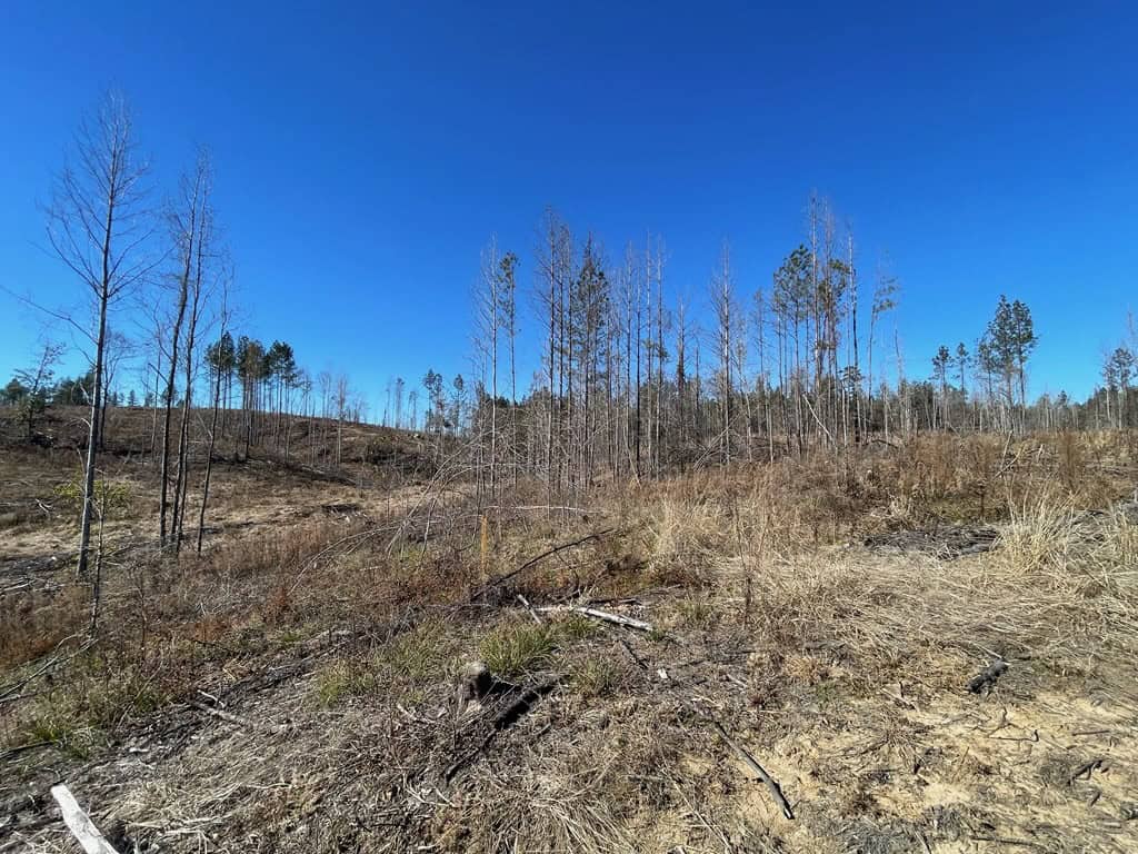 310 Acres Claiborne Hunting Property