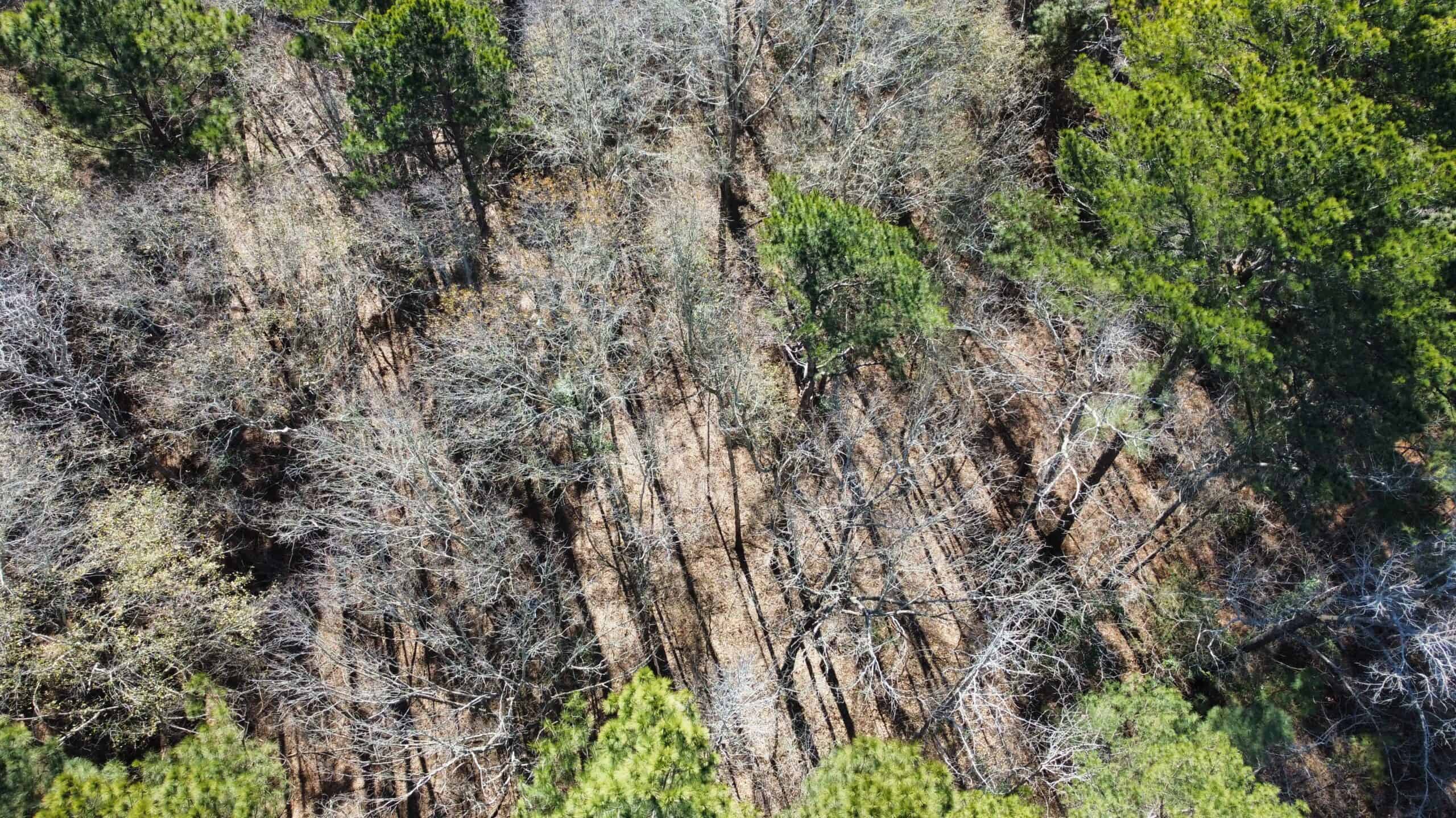 East TX Hunting Land Near Overton TX Rusk County