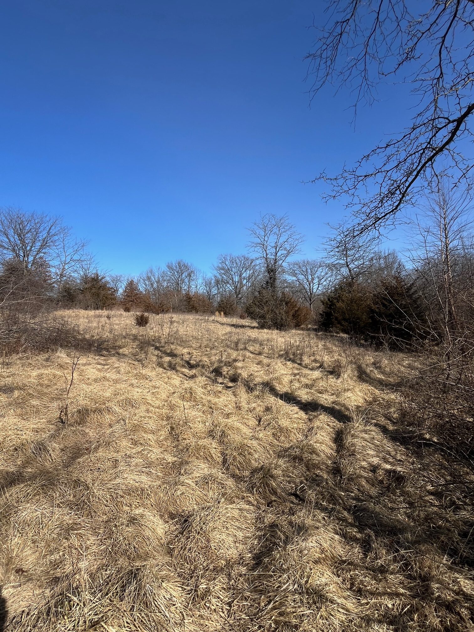 Appanoose County 158+/- Acres – Hunting, Income & Building Potential