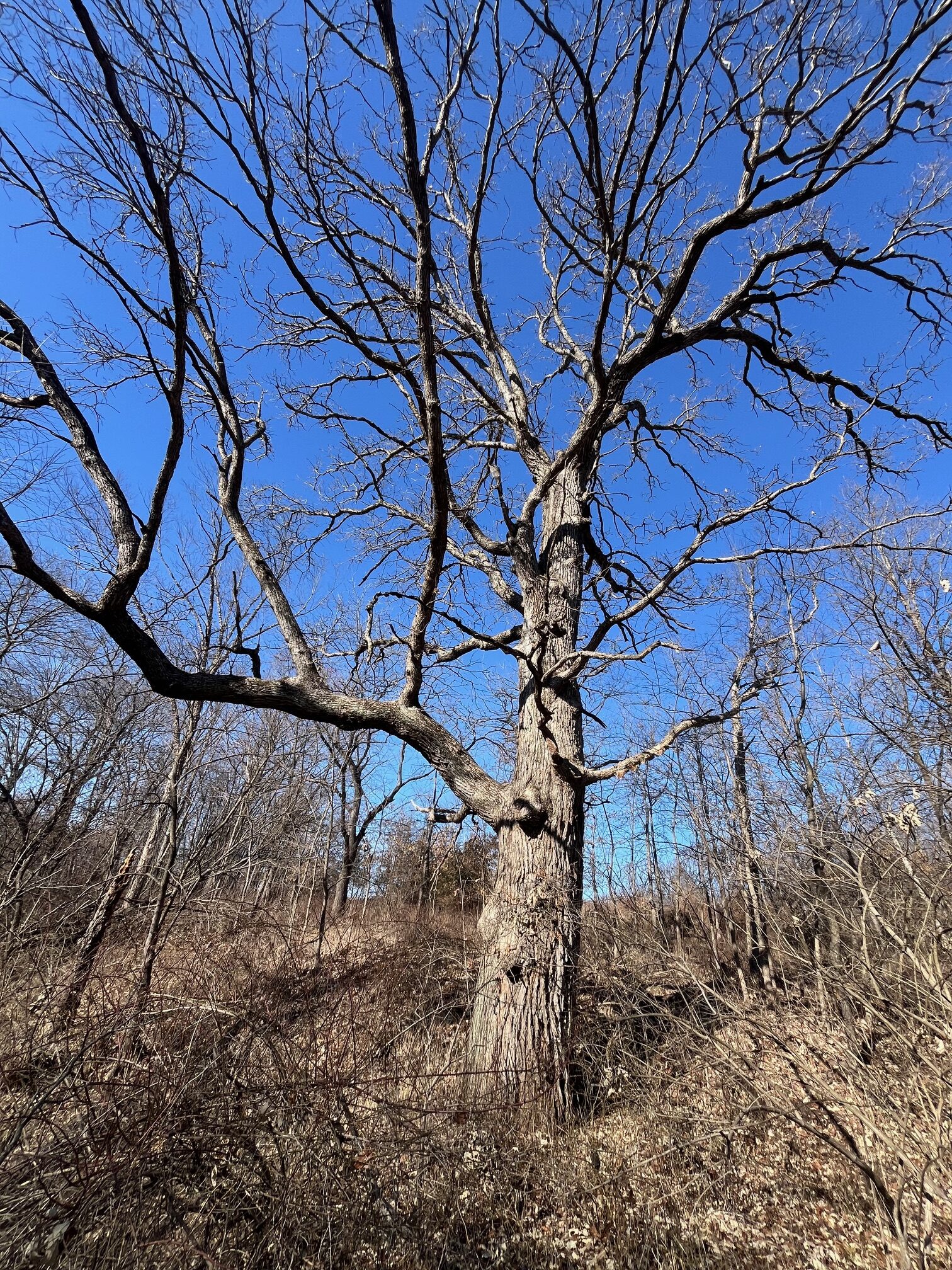 Appanoose County 158+/- Acres – Hunting, Income & Building Potential