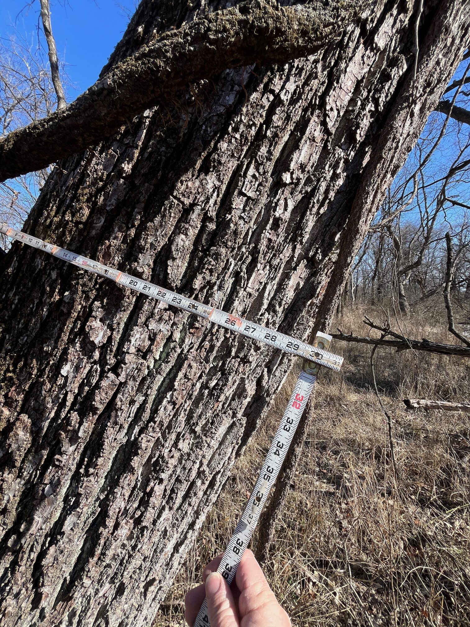 Appanoose County 158+/- Acres – Hunting, Income & Building Potential