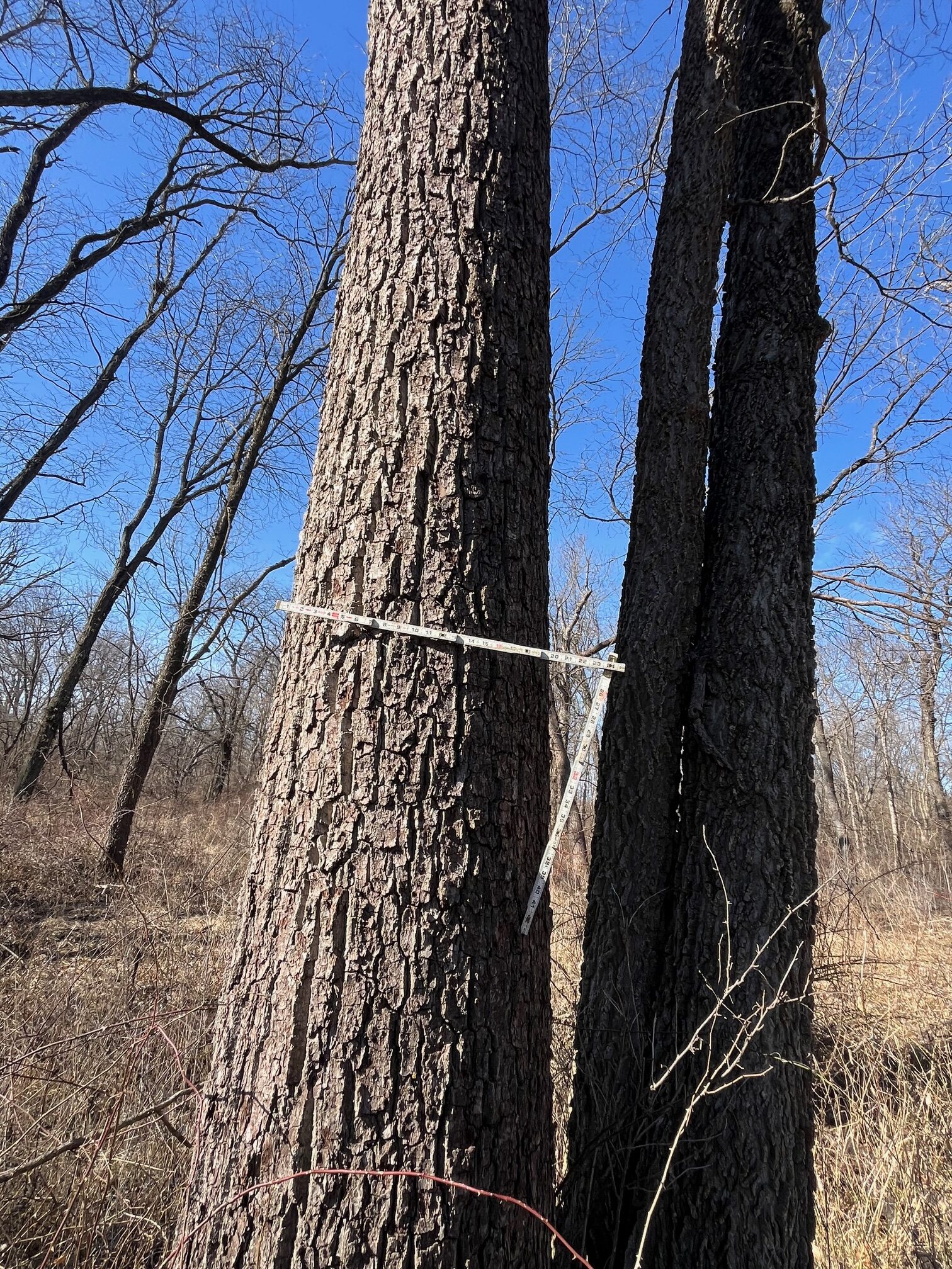 Appanoose County 158+/- Acres – Hunting, Income & Building Potential