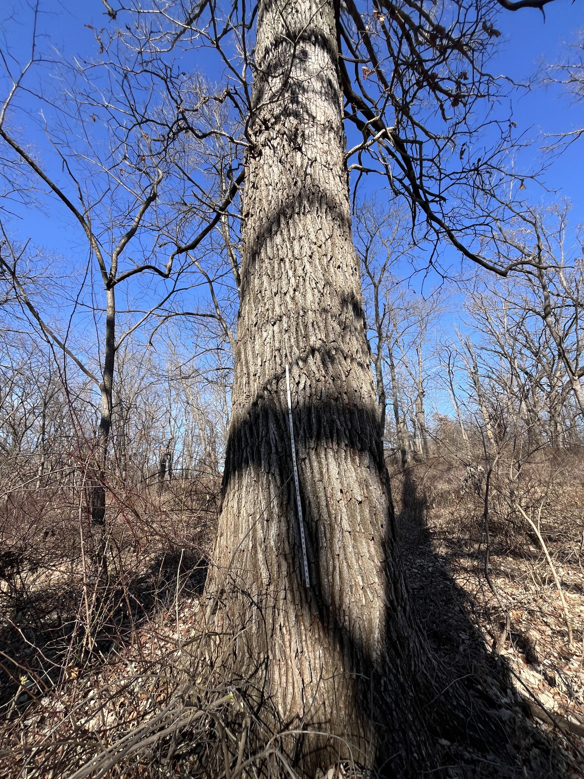 Appanoose County 158+/- Acres – Hunting, Income & Building Potential