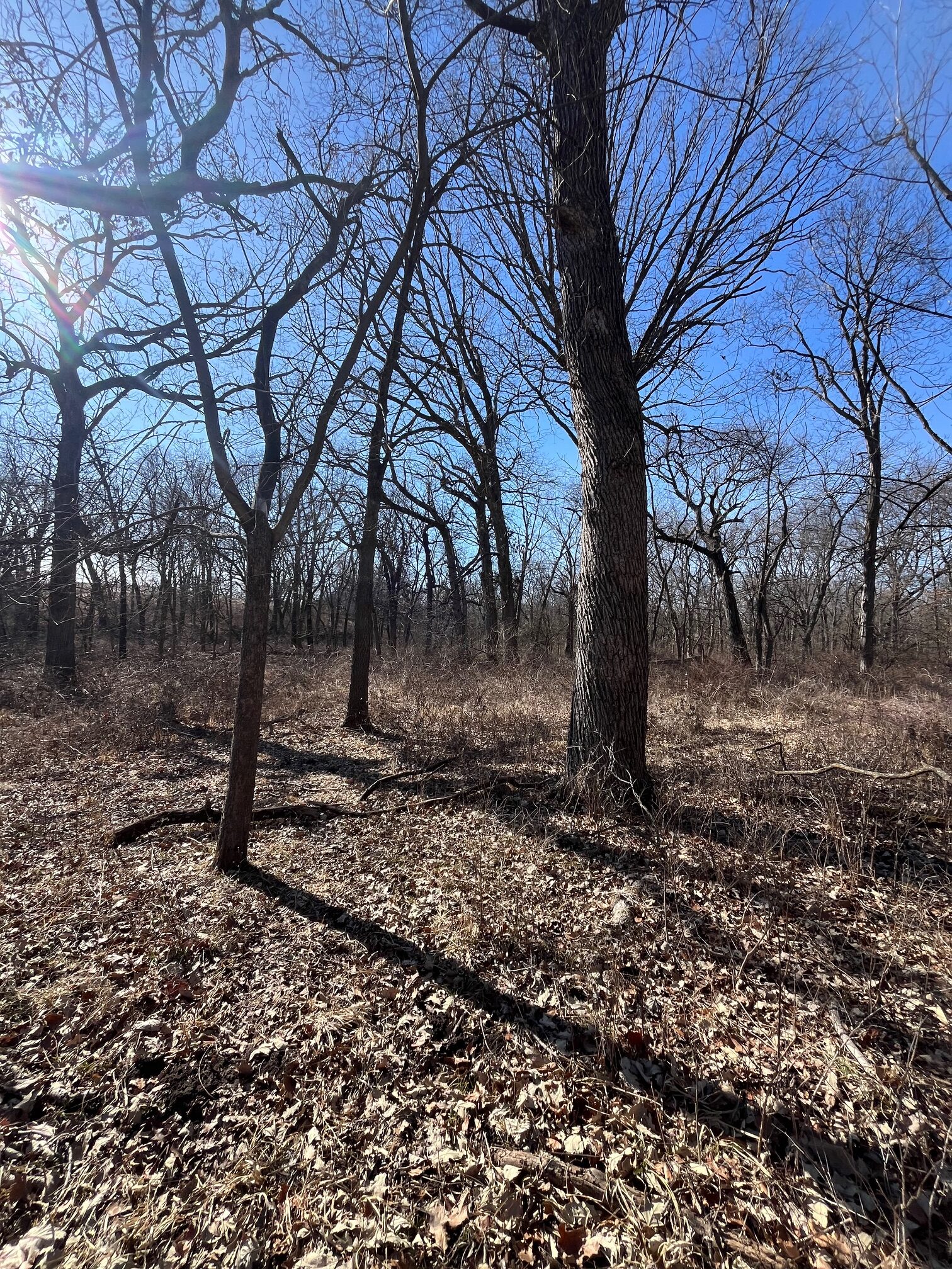 Appanoose County 158+/- Acres – Hunting, Income & Building Potential
