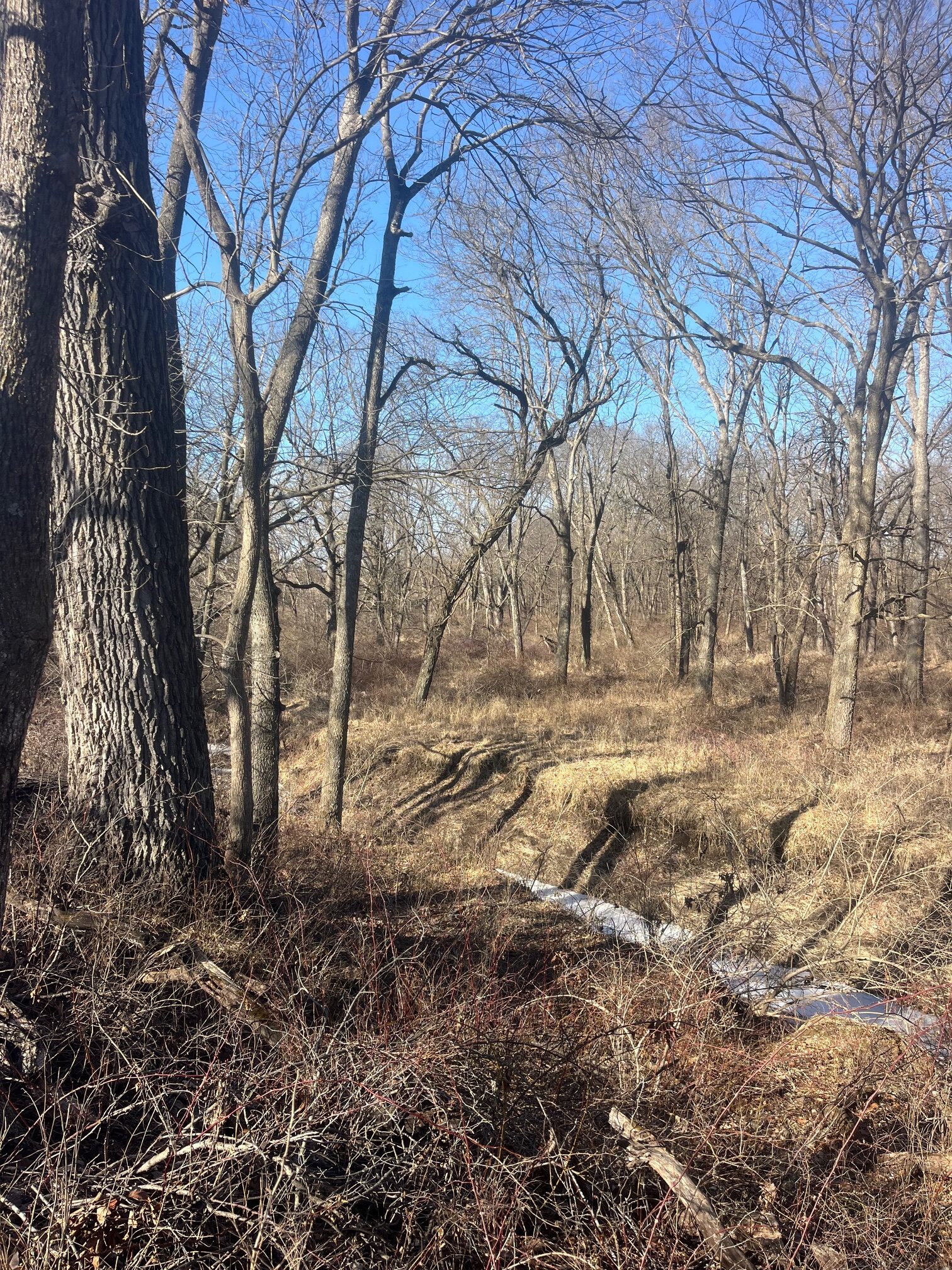 Appanoose County 158+/- Acres – Hunting, Income & Building Potential