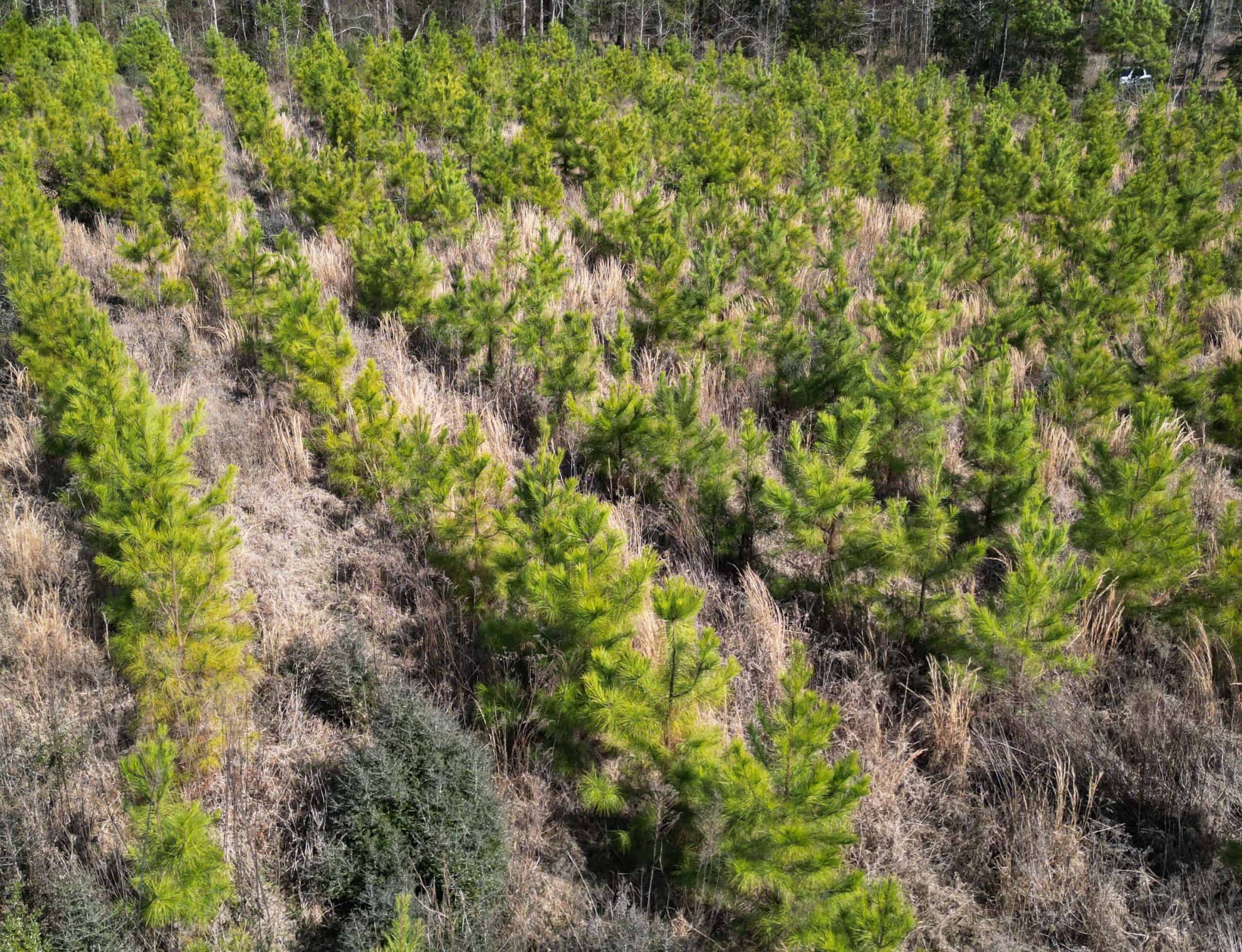 Prime 123-Acre Timber Investment with County Road Frontage