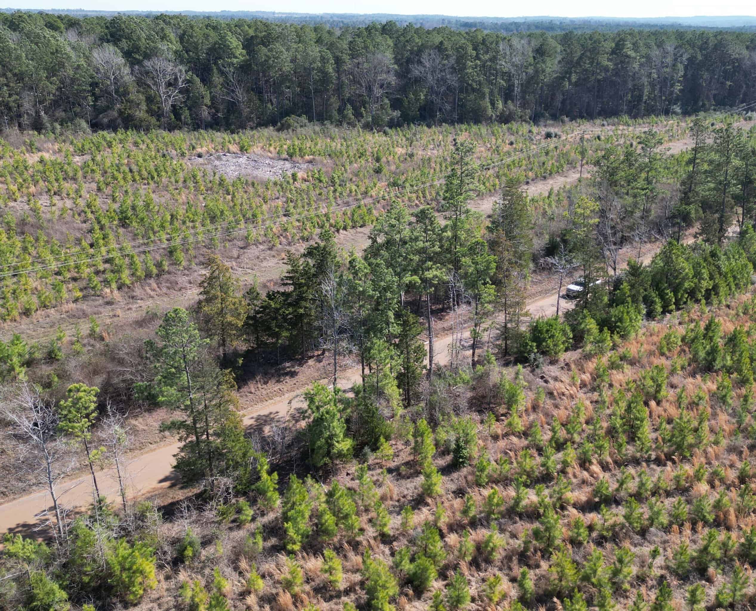 Prime 123-Acre Timber Investment with County Road Frontage