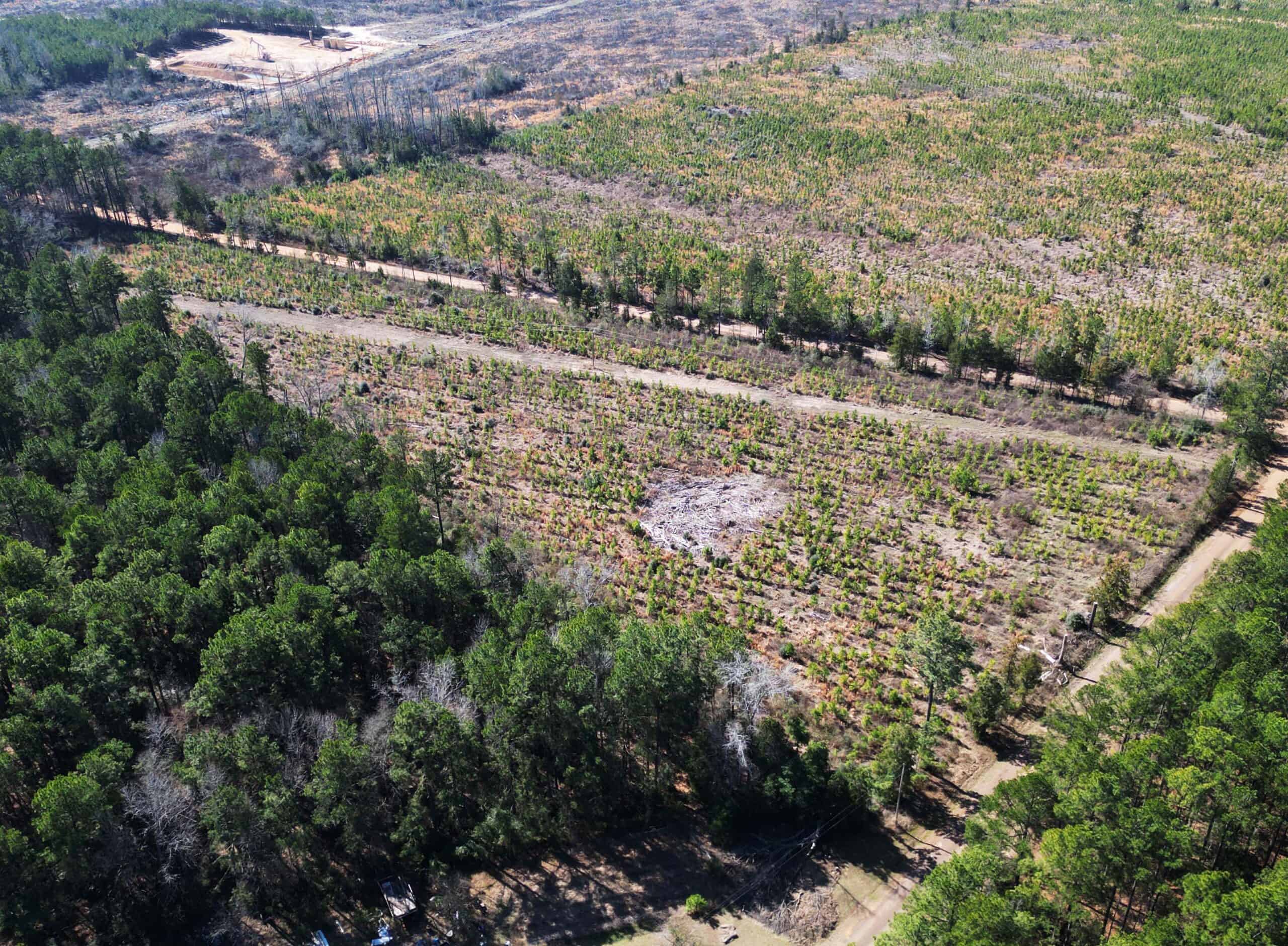 Prime 123-Acre Timber Investment with County Road Frontage