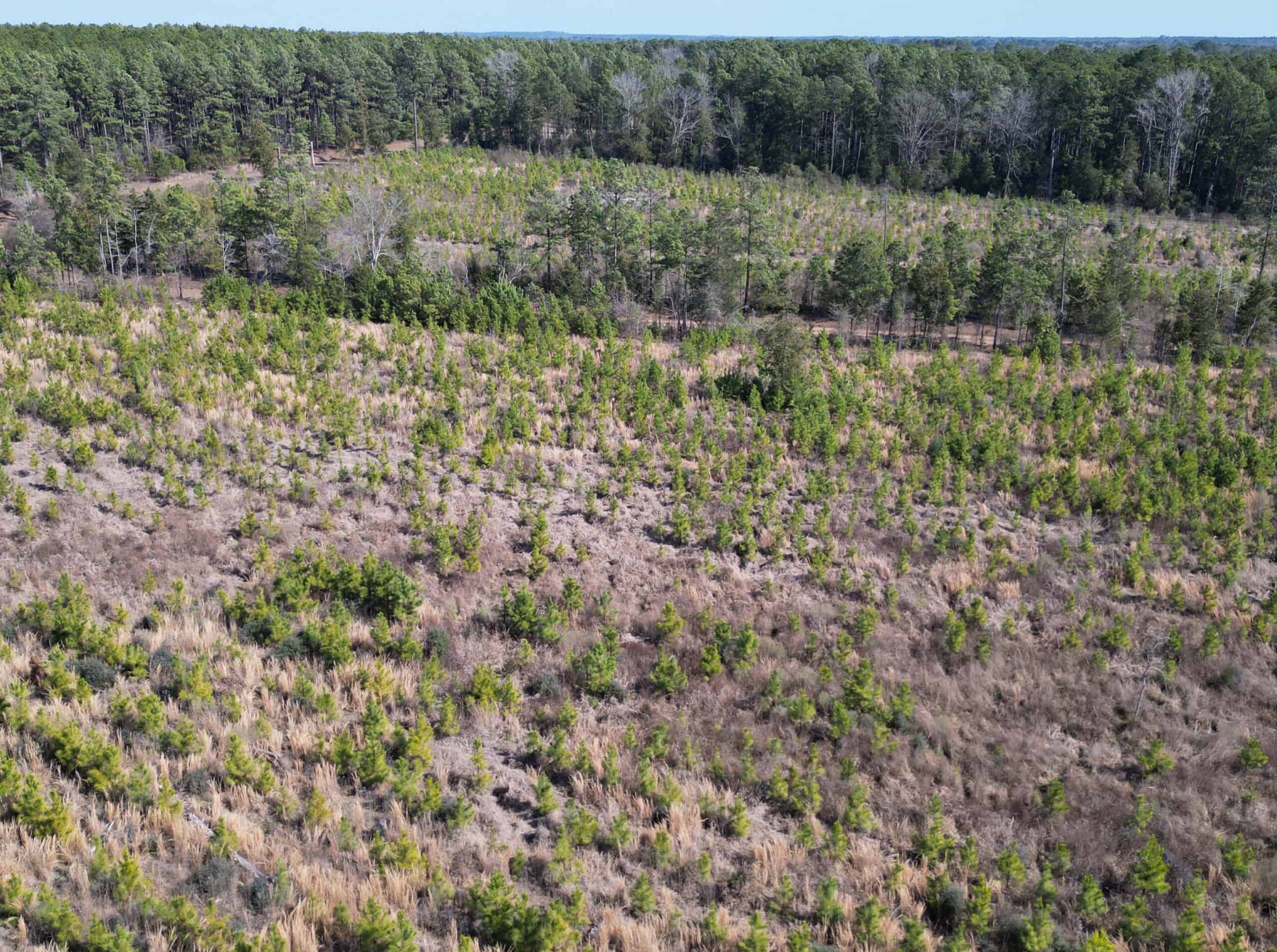 Prime 123-Acre Timber Investment with County Road Frontage