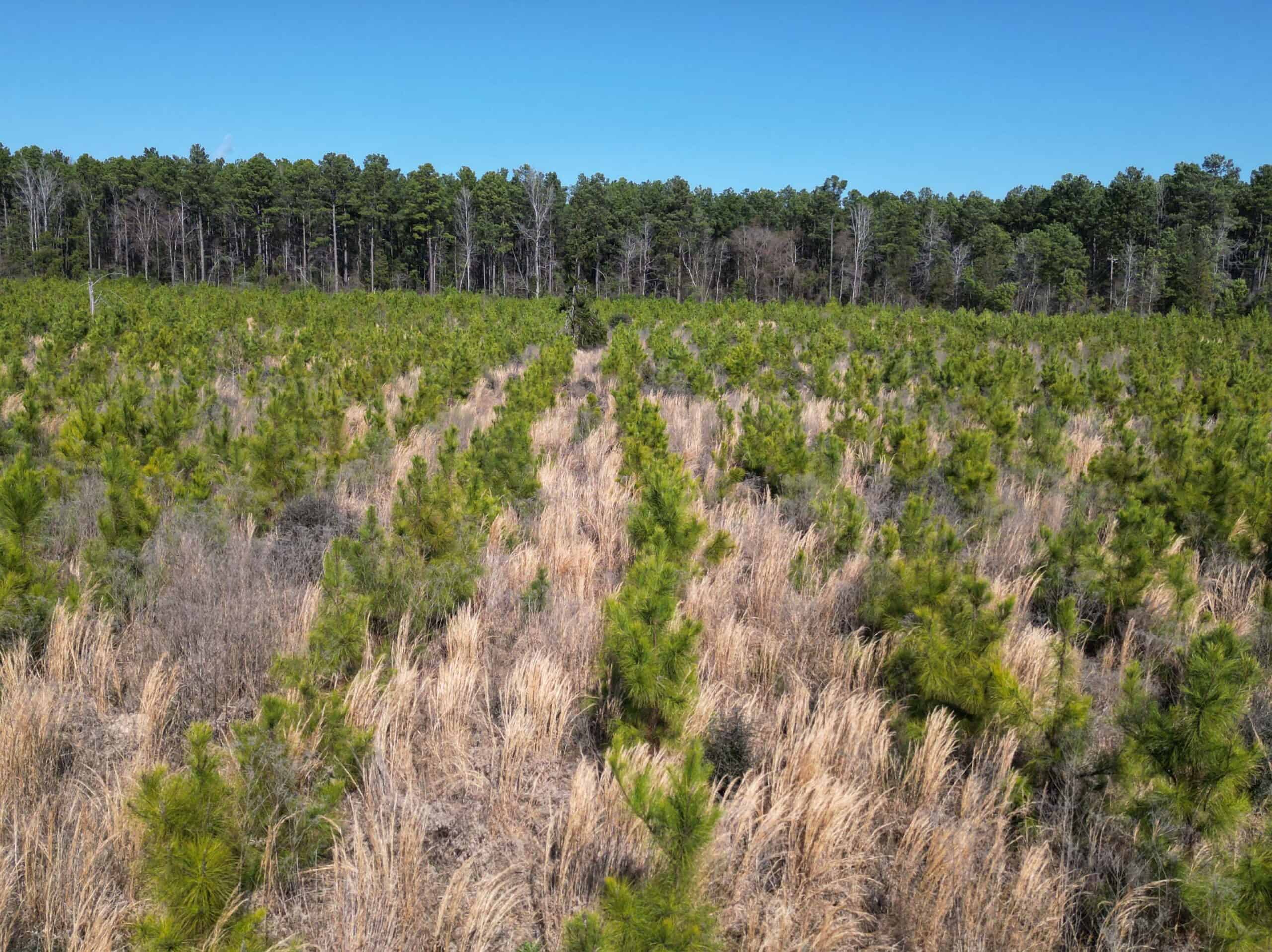 Prime 123-Acre Timber Investment with County Road Frontage