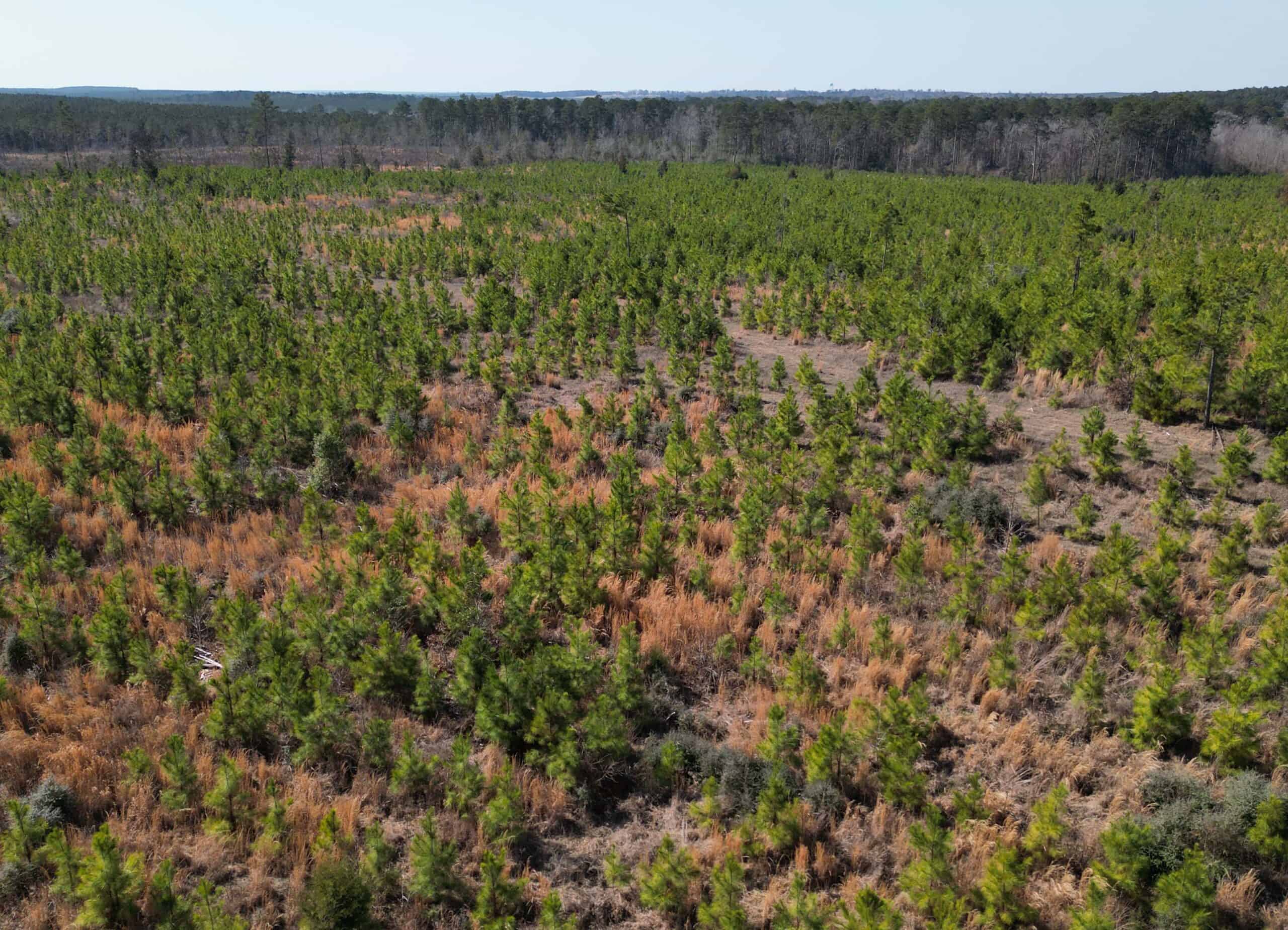 Prime 123-Acre Timber Investment with County Road Frontage
