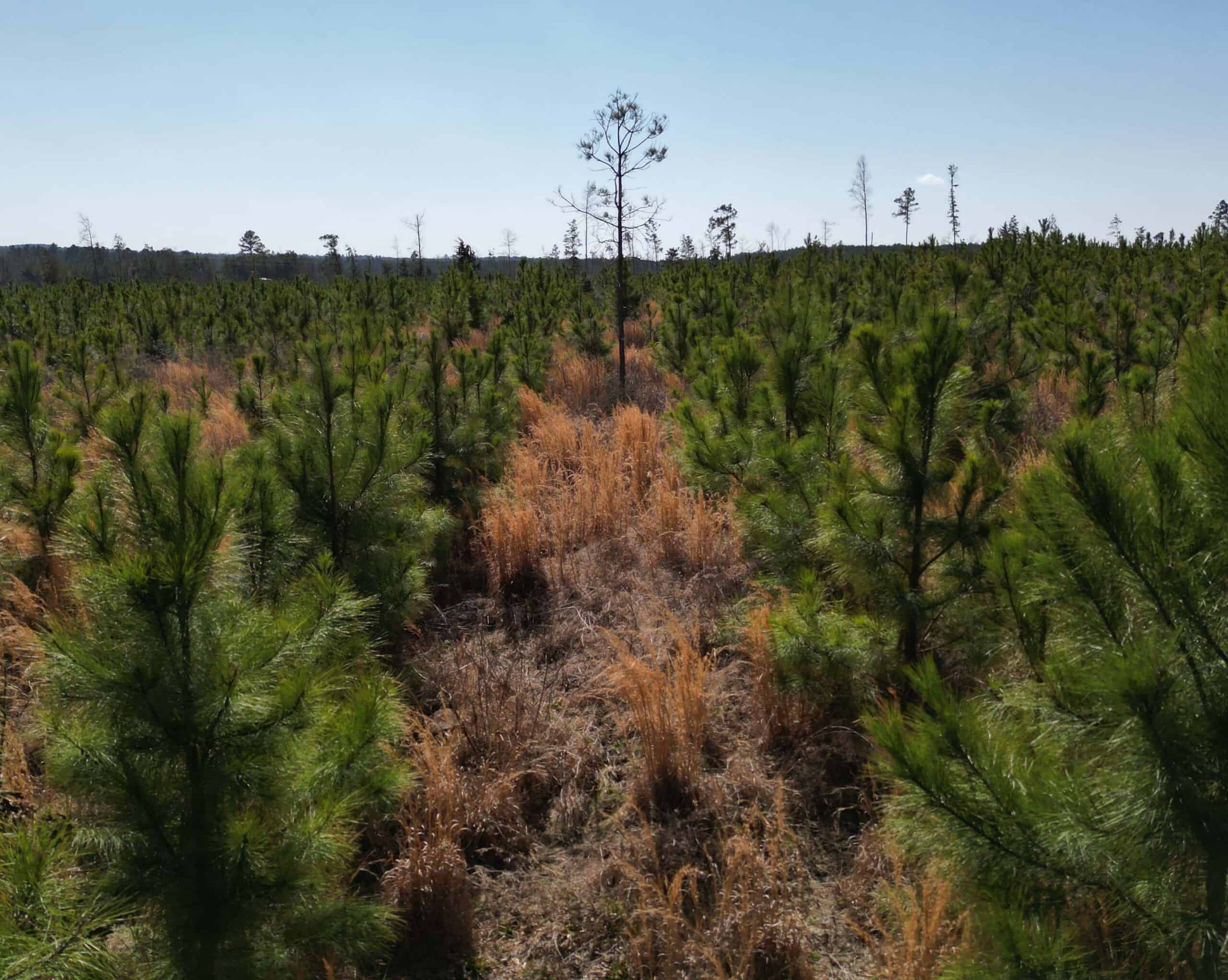 Prime 123-Acre Timber Investment with County Road Frontage