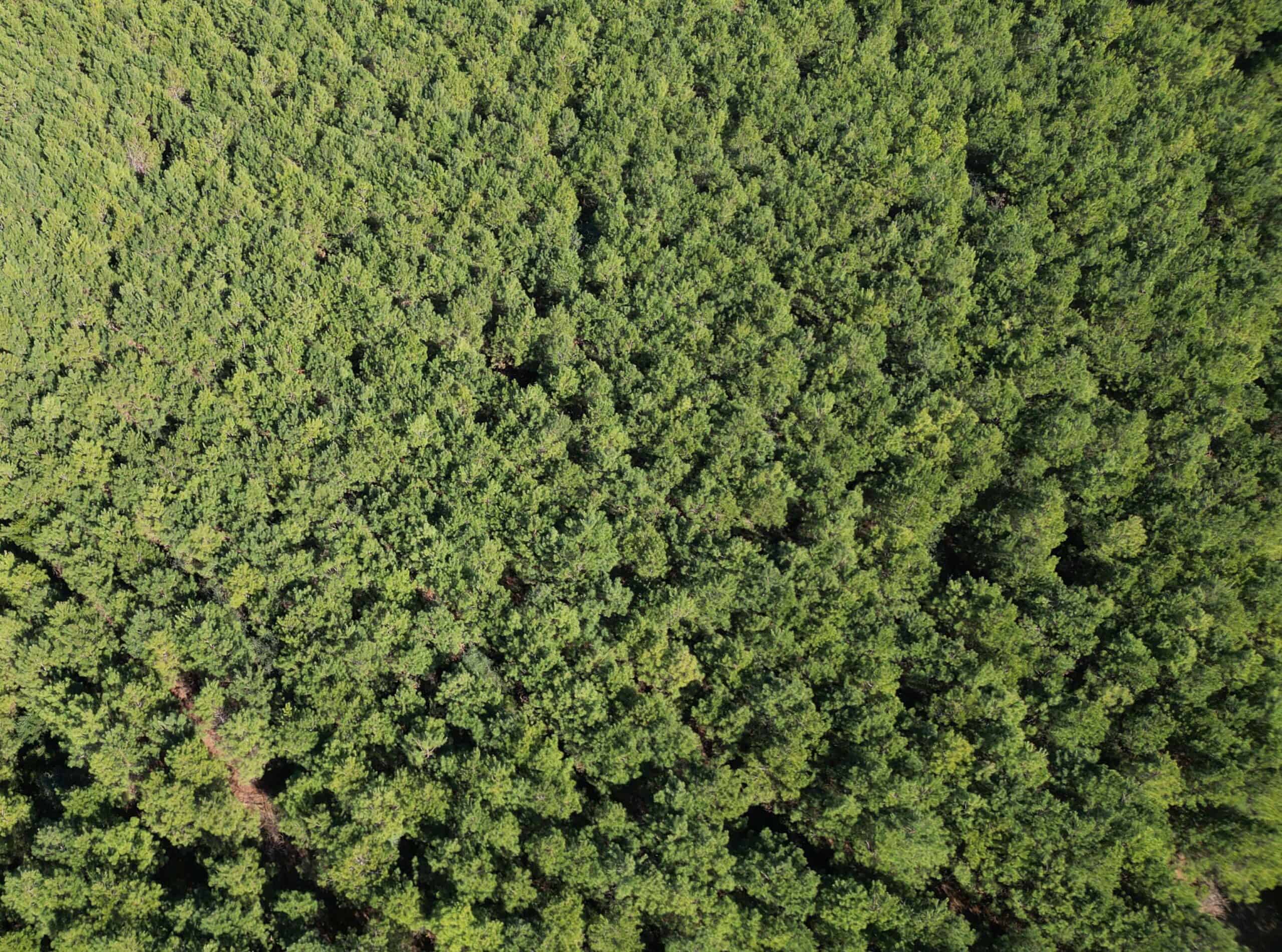 148 ± Acres of Timberland in Linden, TX