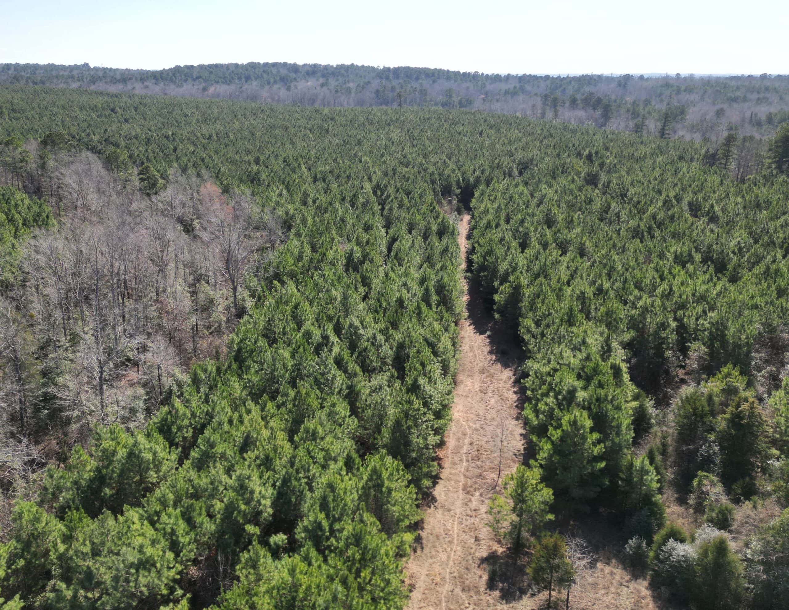 148 ± Acres of Timberland in Linden, TX
