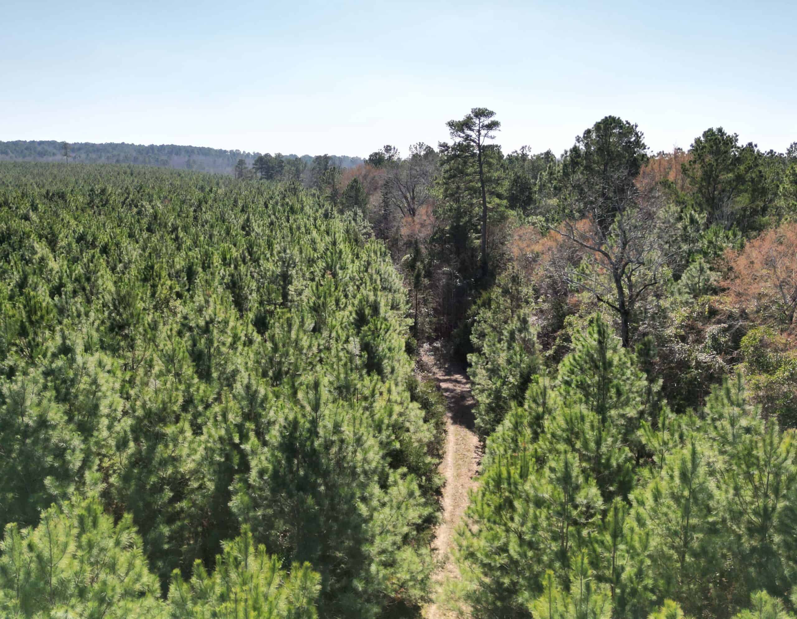 148 ± Acres of Timberland in Linden, TX