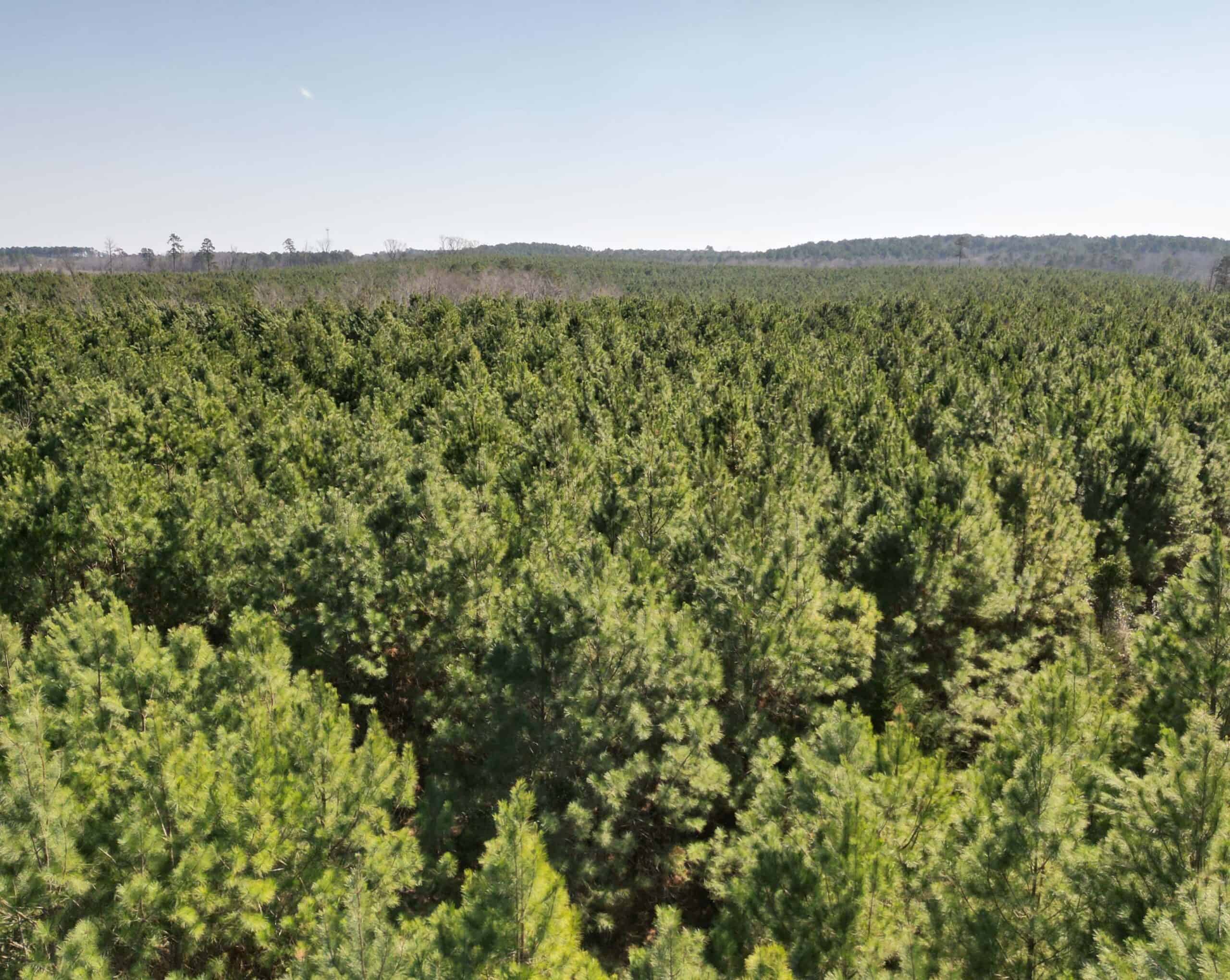 148 ± Acres of Timberland in Linden, TX