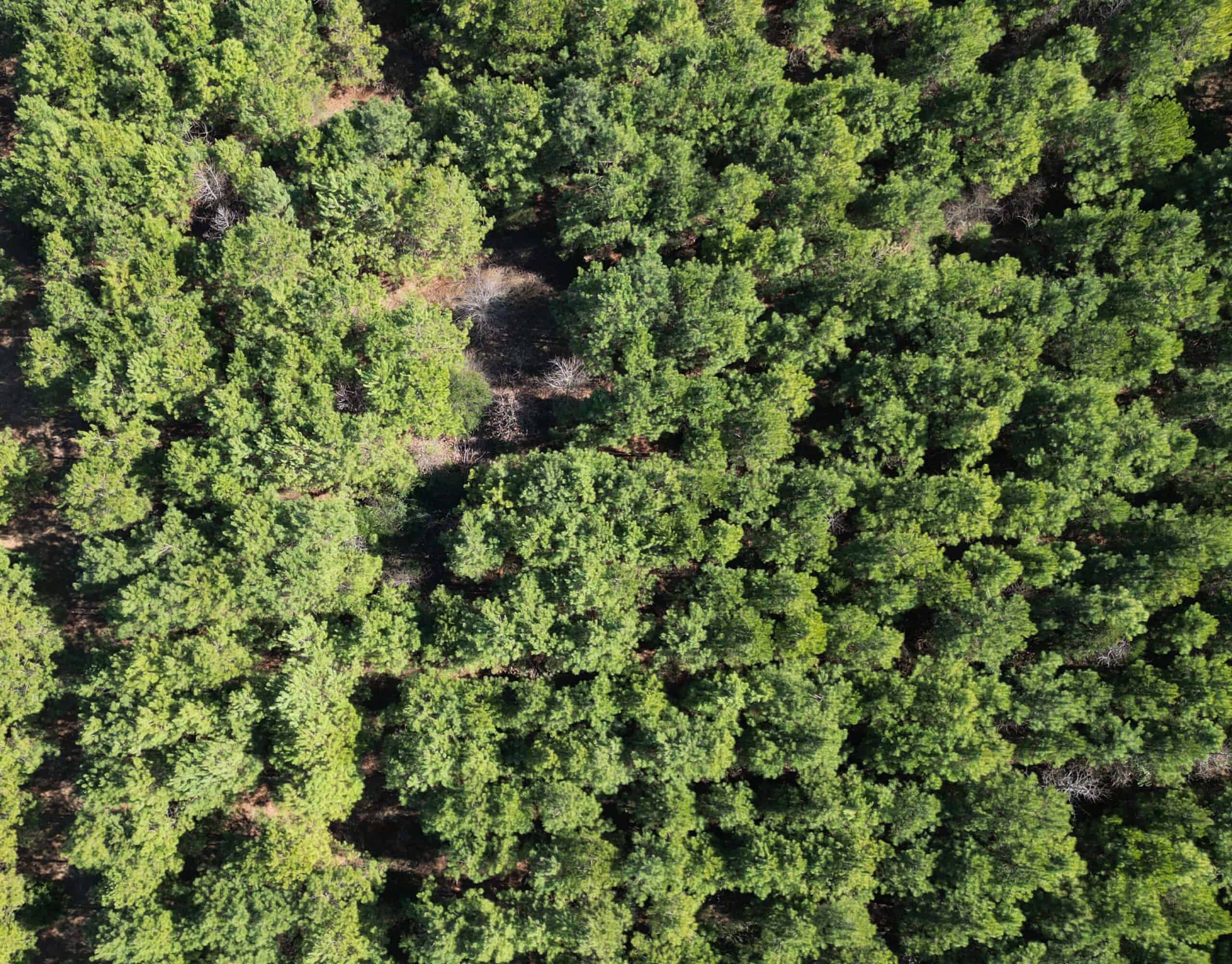 148 ± Acres of Timberland in Linden, TX