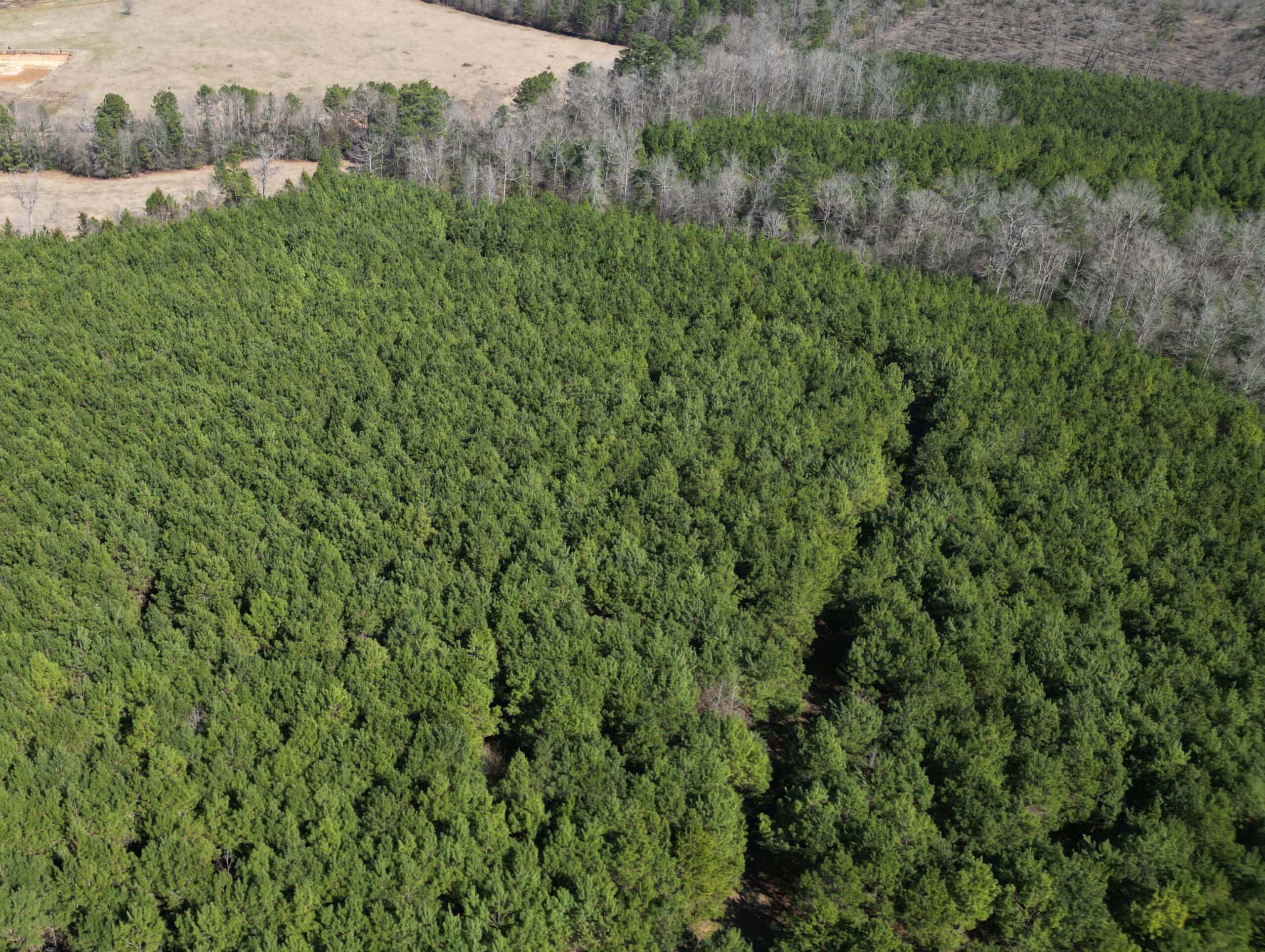 148 ± Acres of Timberland in Linden, TX
