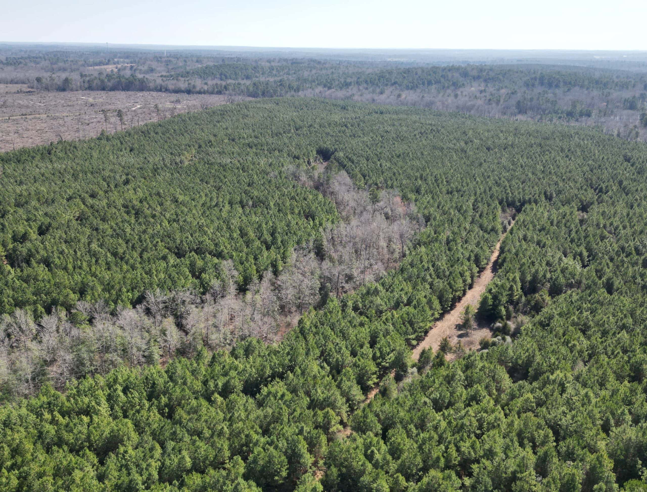 148 ± Acres of Timberland in Linden, TX