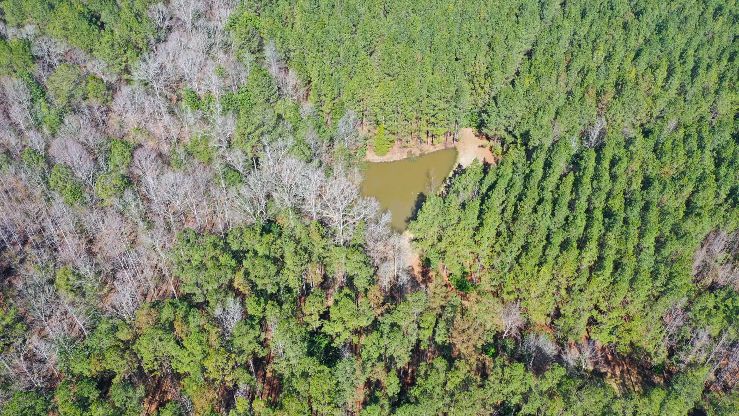 445 Acre Hunting & Timber Tract in Butler County, Alabama