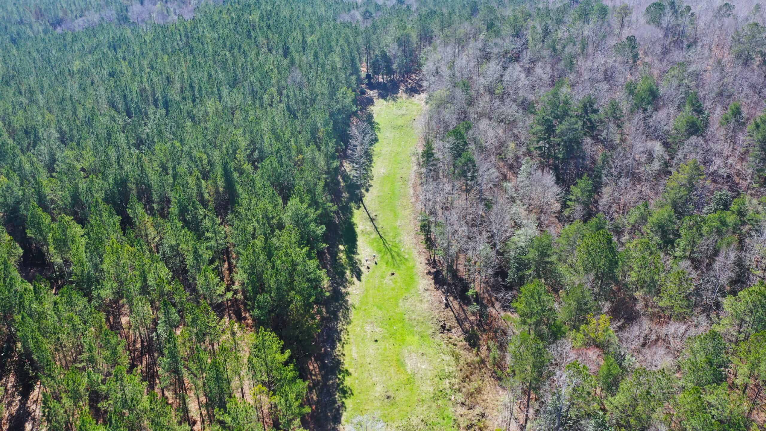 445 Acre Hunting & Timber Tract in Butler County, Alabama