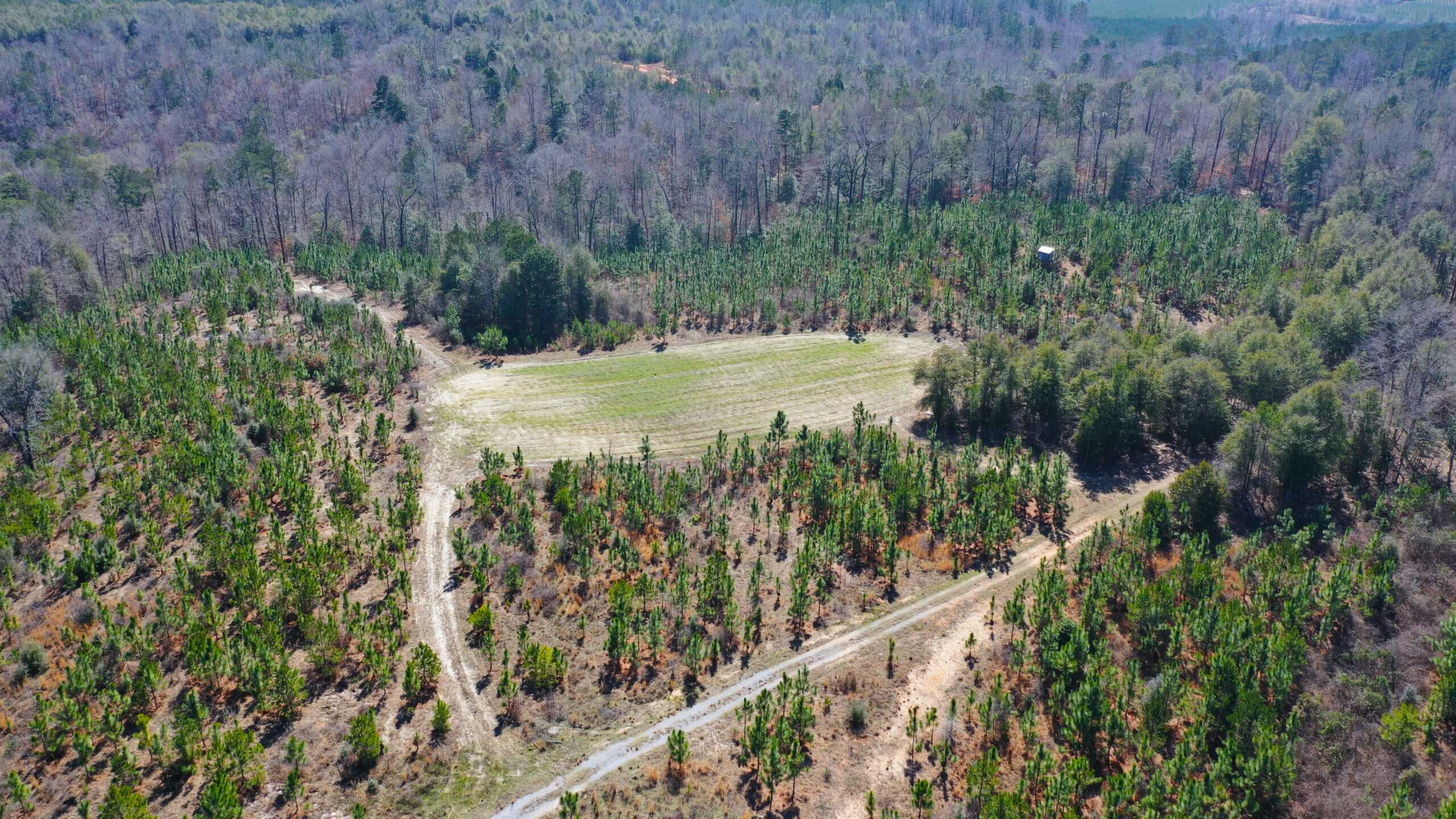 445 Acre Hunting & Timber Tract in Butler County, Alabama