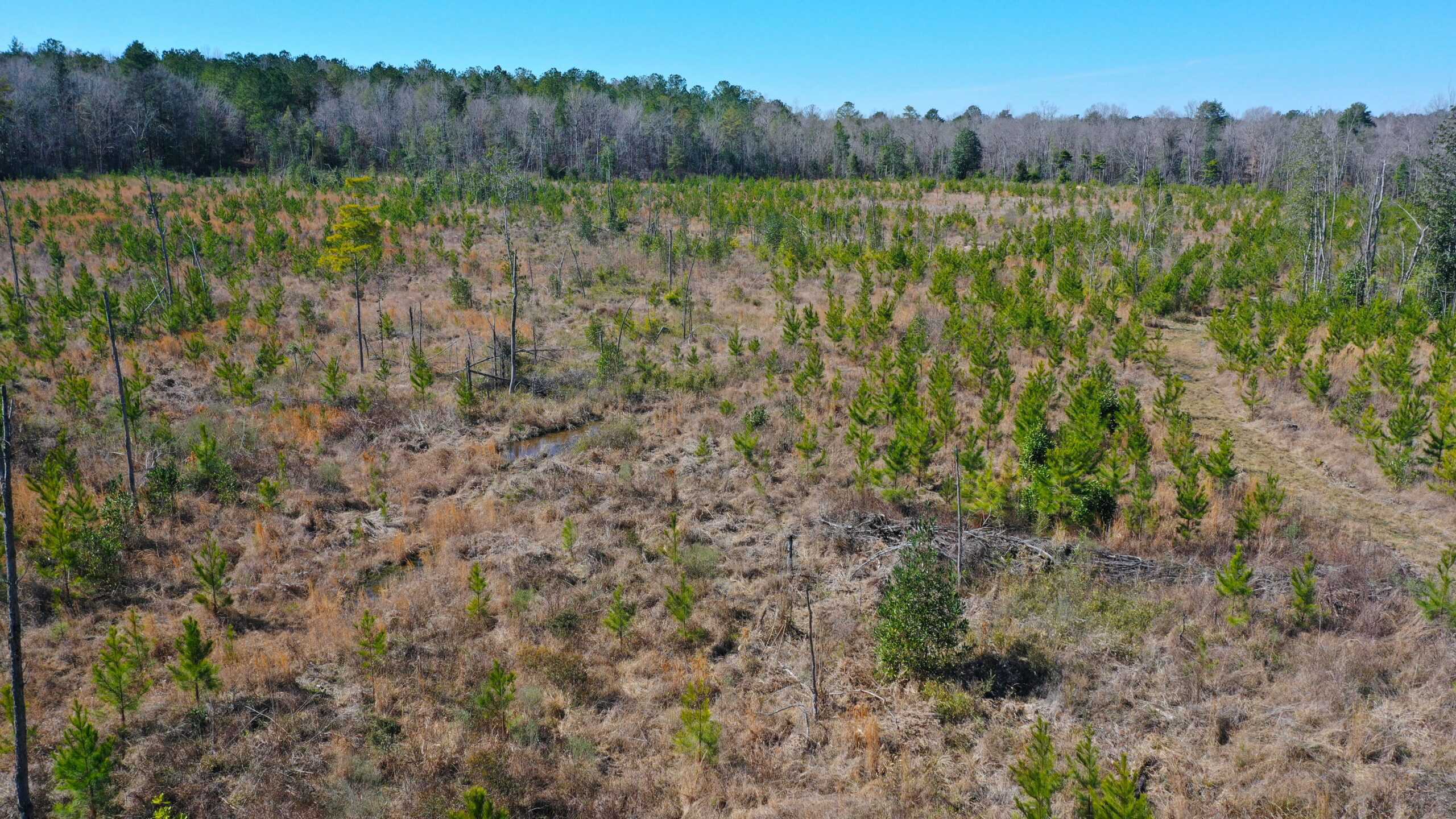 445 Acre Hunting & Timber Tract in Butler County, Alabama