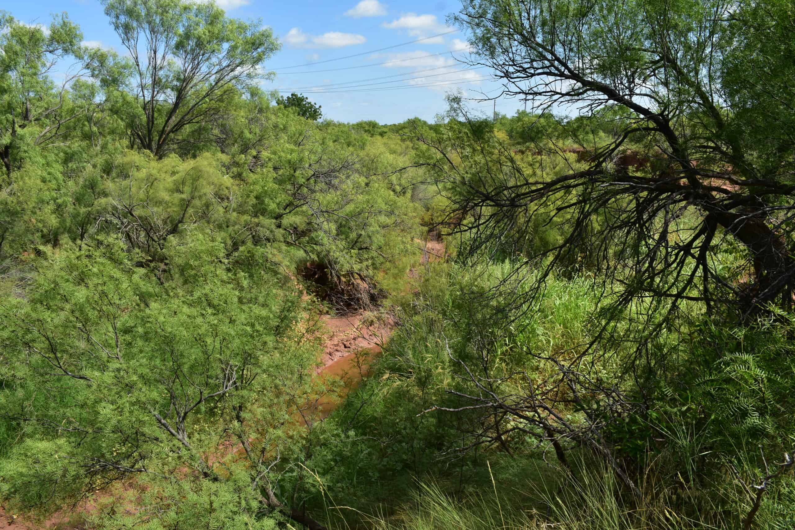 101 ac Superb Hunting Property Wichita County Texas