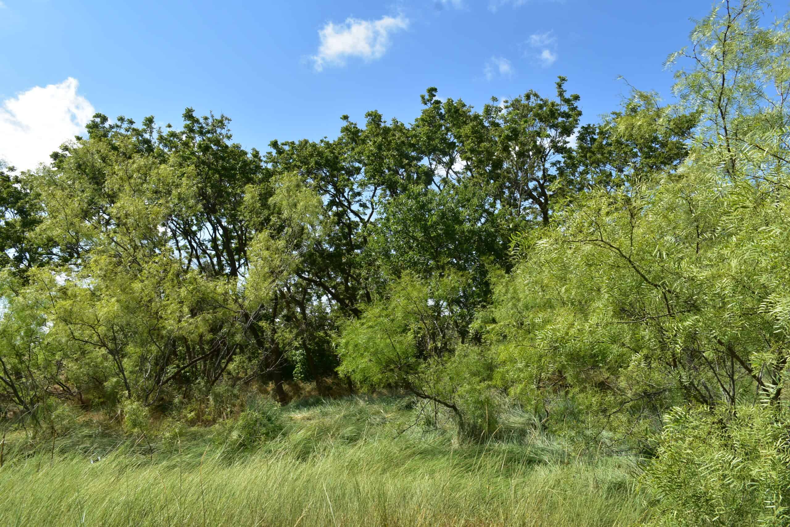101 ac Superb Hunting Property Wichita County Texas