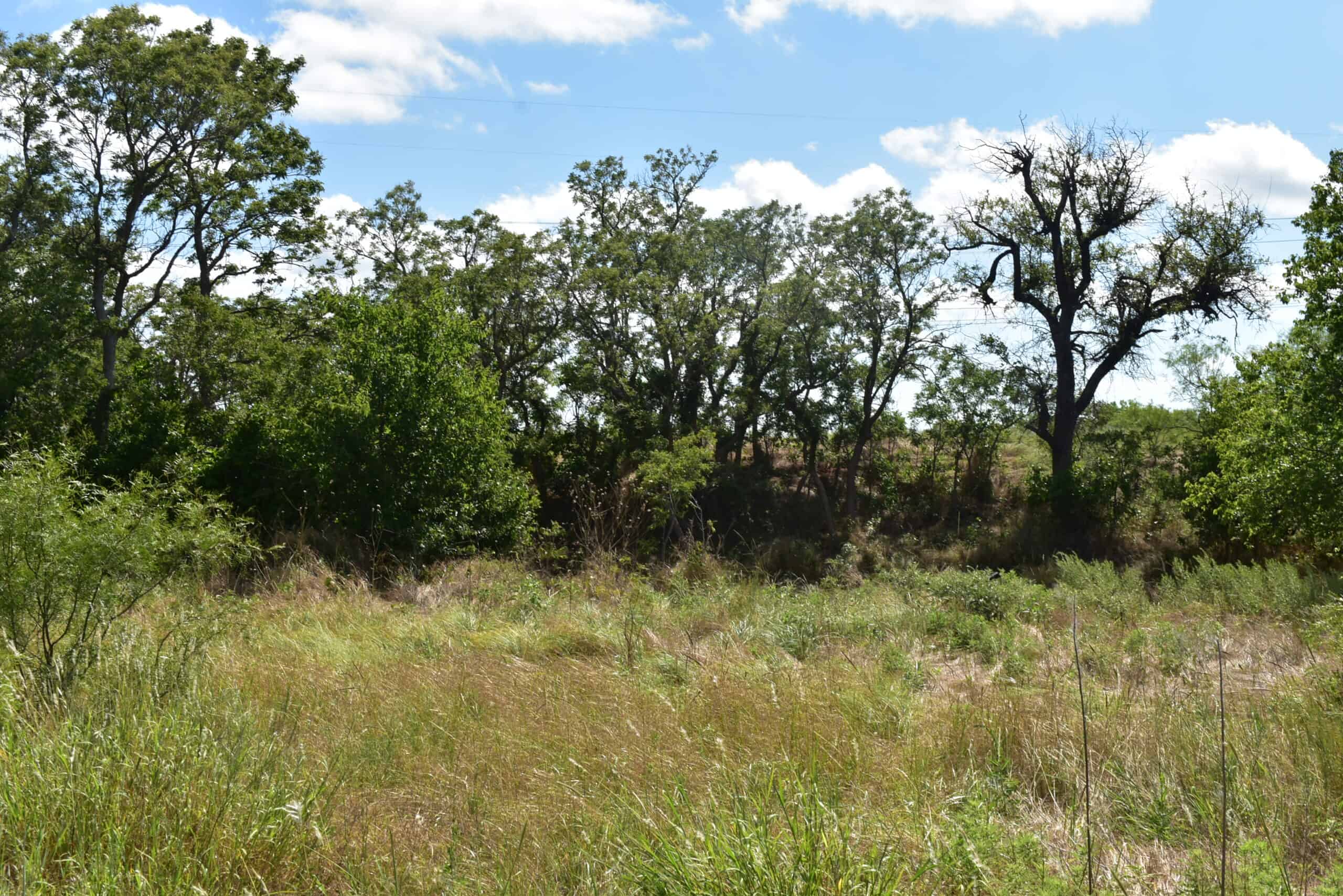 101 ac Superb Hunting Property Wichita County Texas