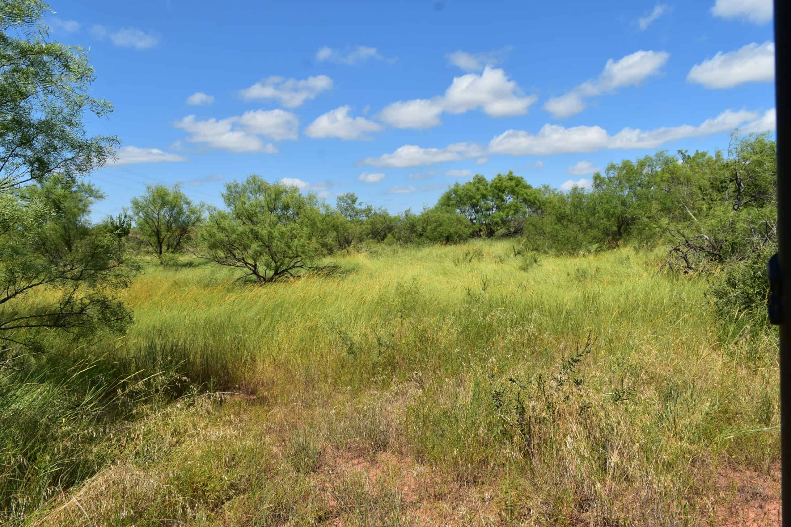 101 ac Superb Hunting Property Wichita County Texas