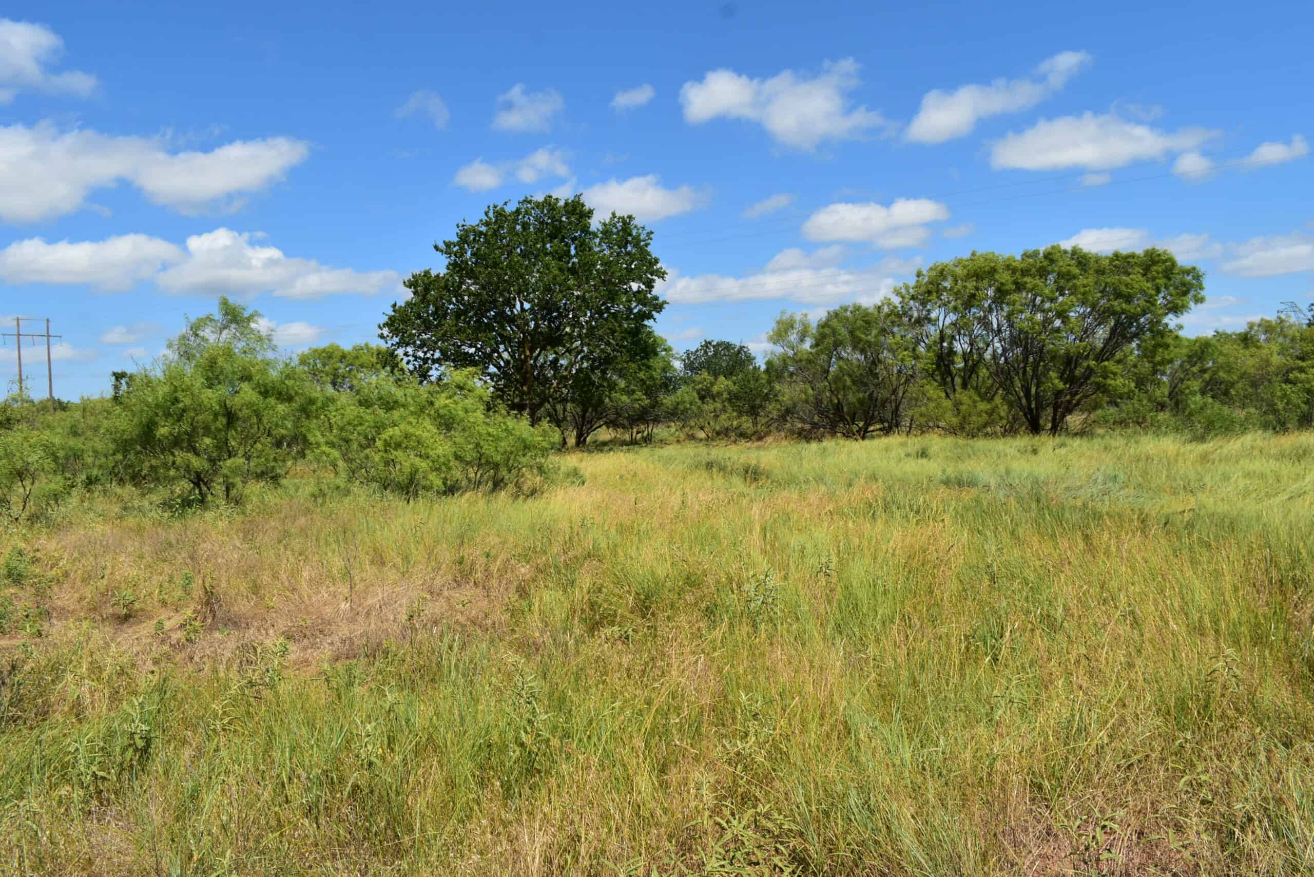 101 ac Superb Hunting Property Wichita County Texas