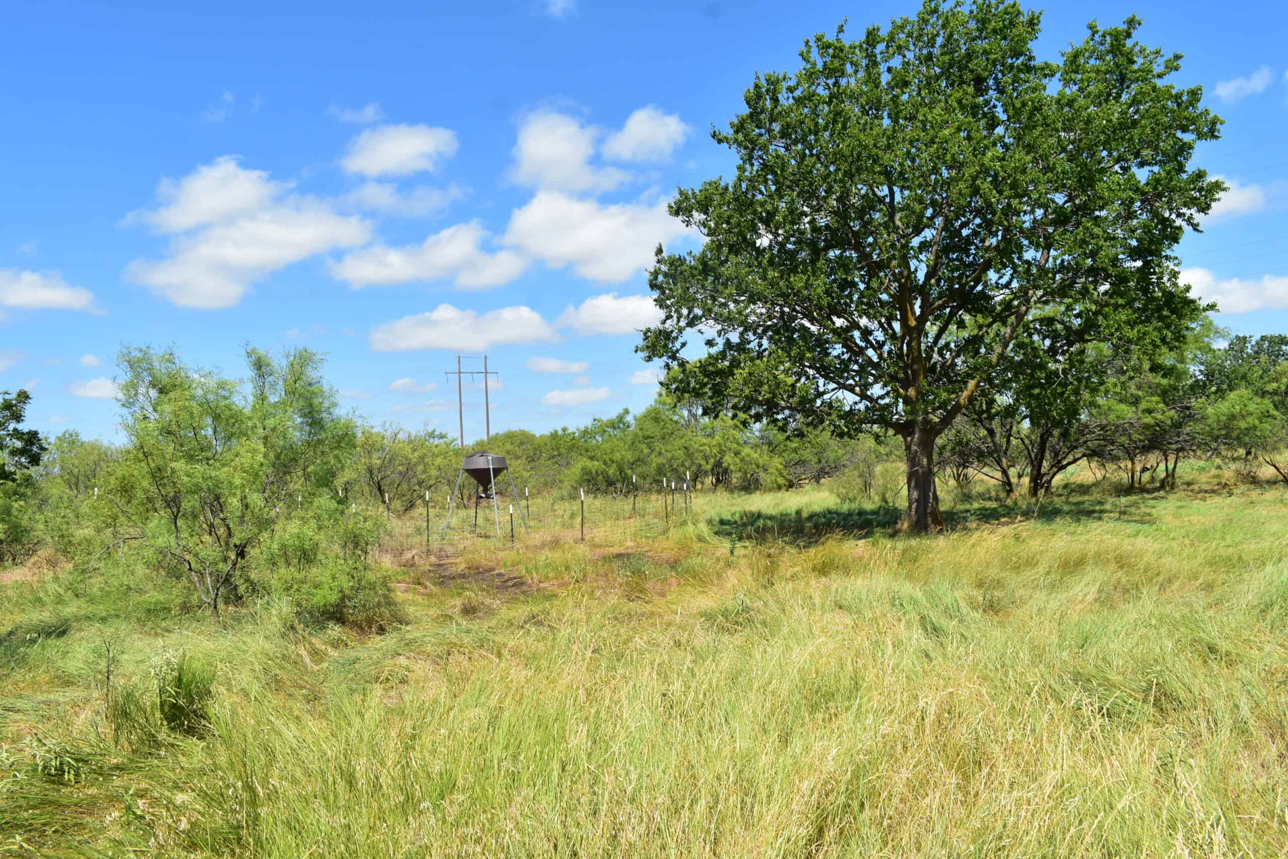 101 ac Superb Hunting Property Wichita County Texas