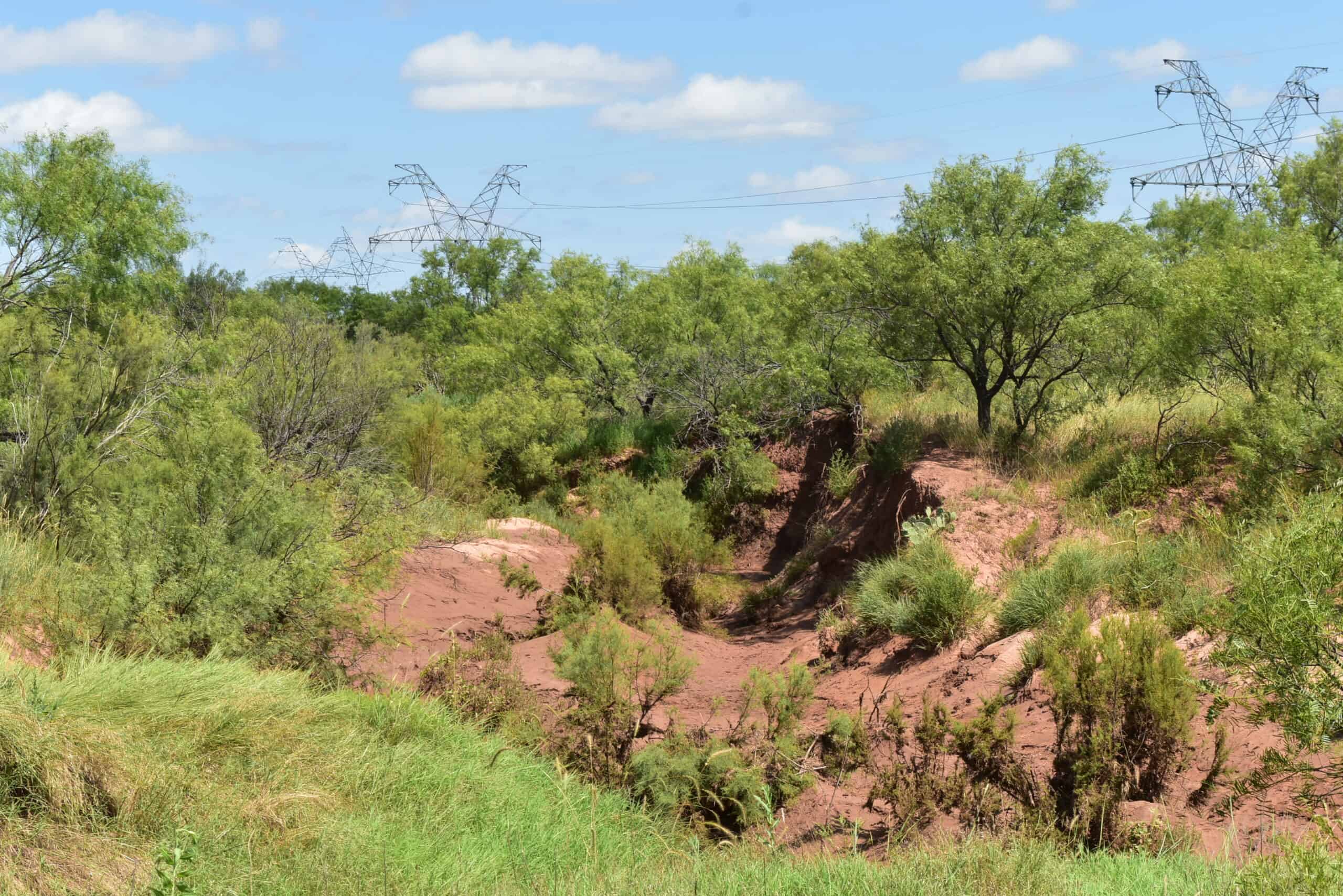 101 ac Superb Hunting Property Wichita County Texas