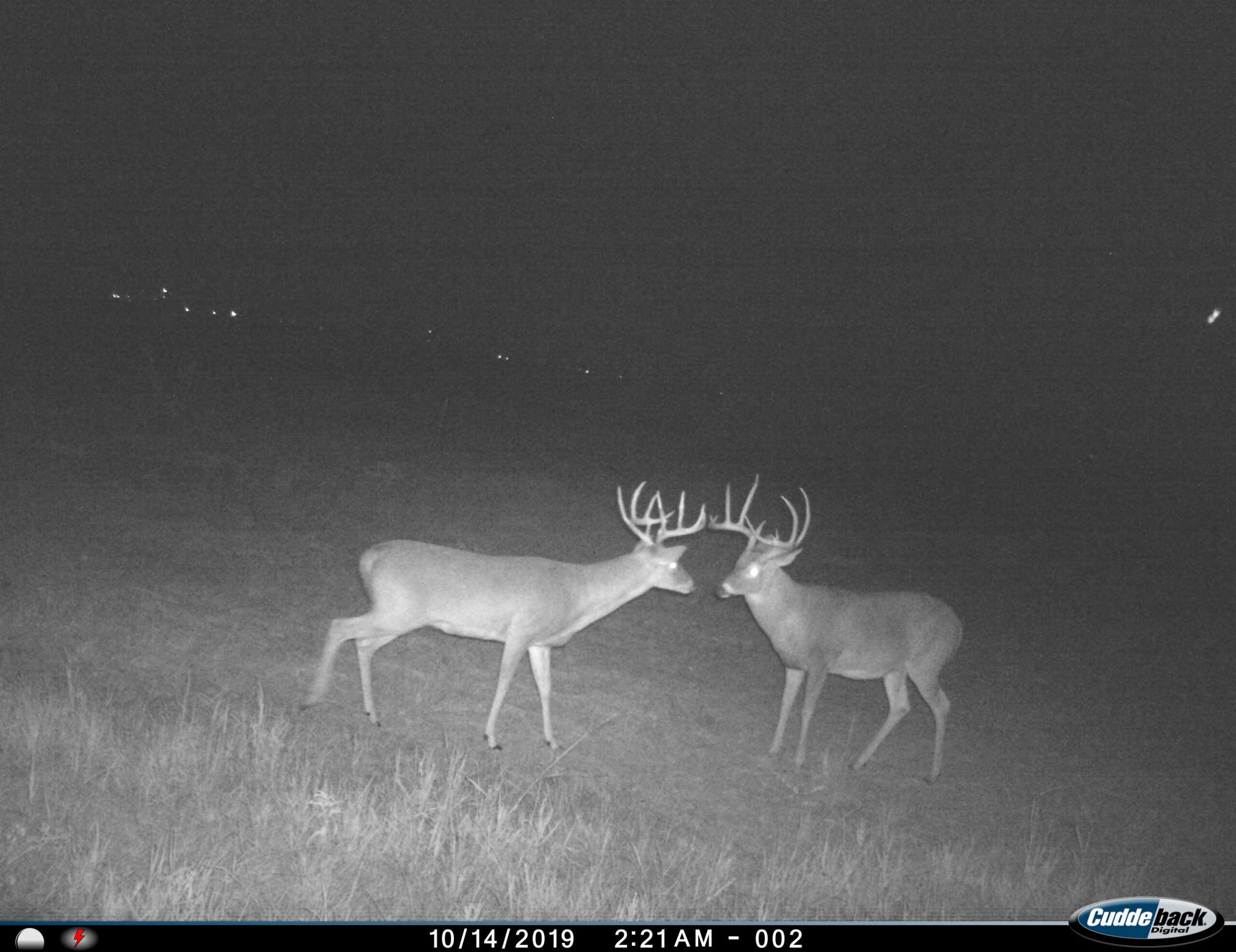 101 ac Superb Hunting Property Wichita County Texas