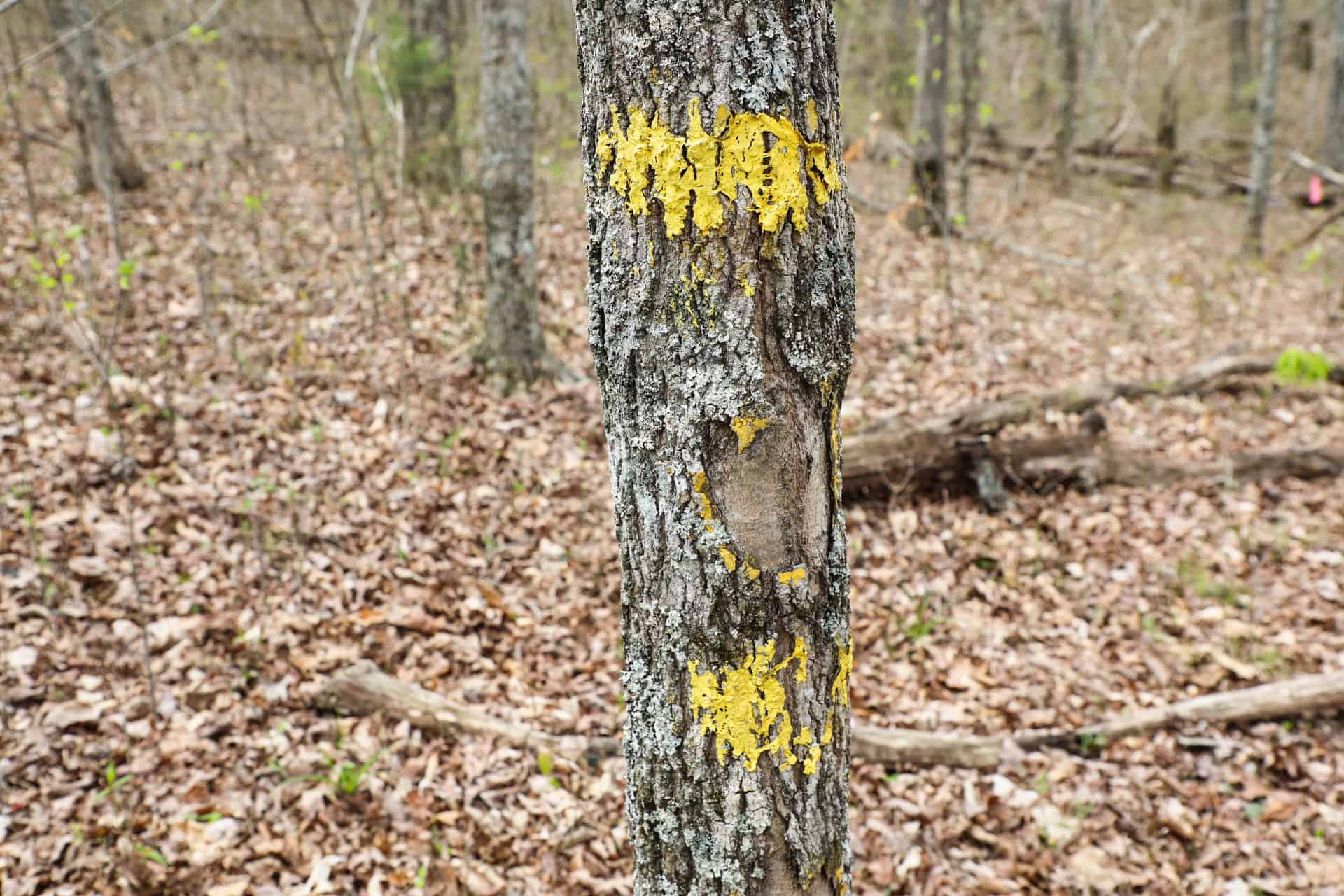 93 acre hunting property with home and large shop adjoining Lake Cumberland. Wayne County Kentucky. South Central Kentucky