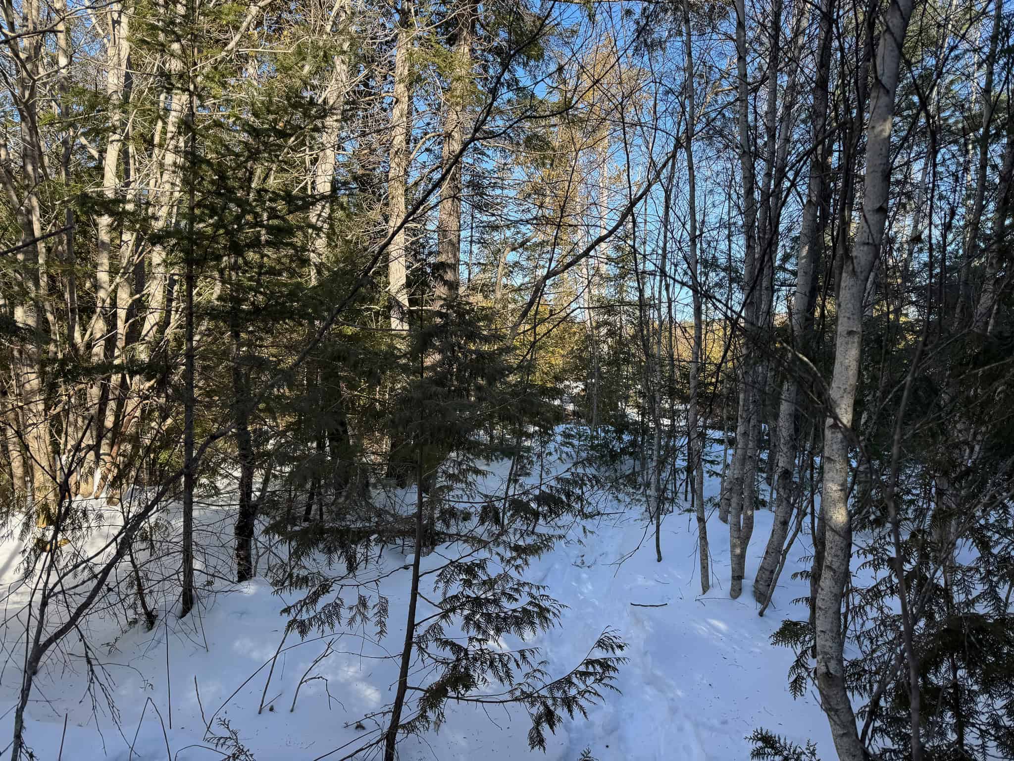 Maine Timberland Lot for Sale