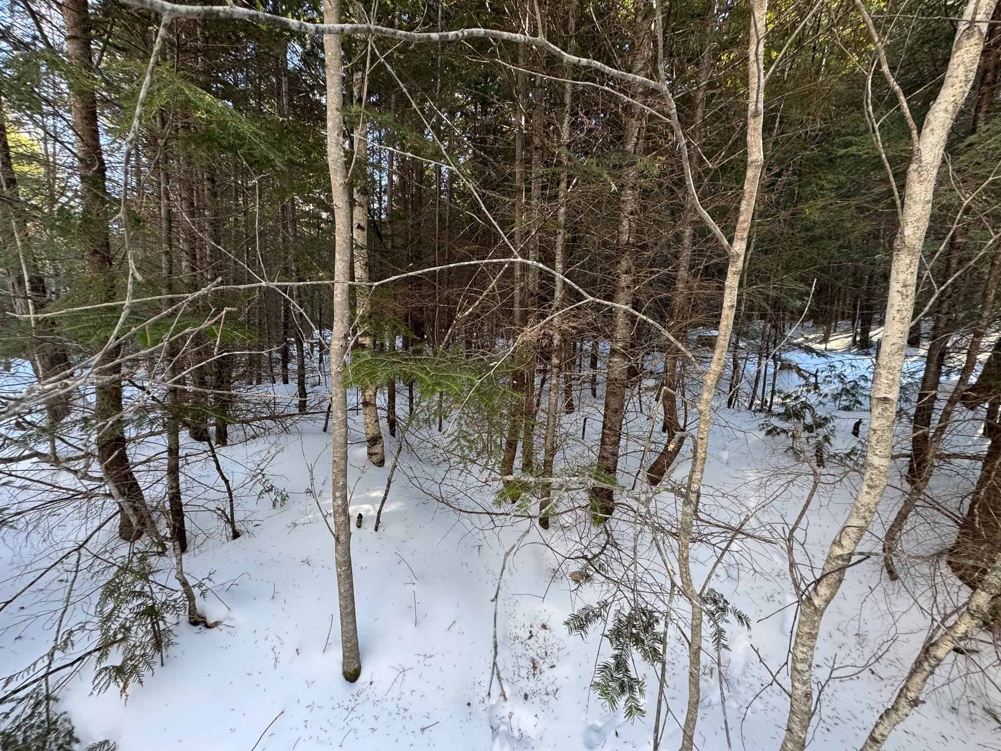 Maine Timberland Lot for Sale