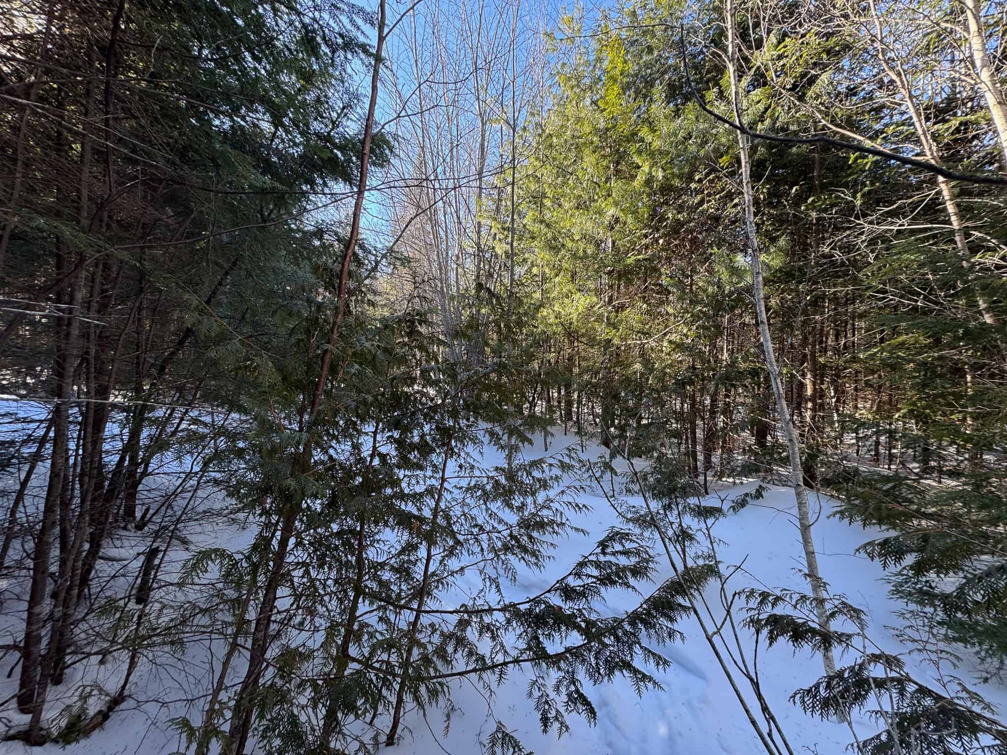 Maine Timberland Lot for Sale