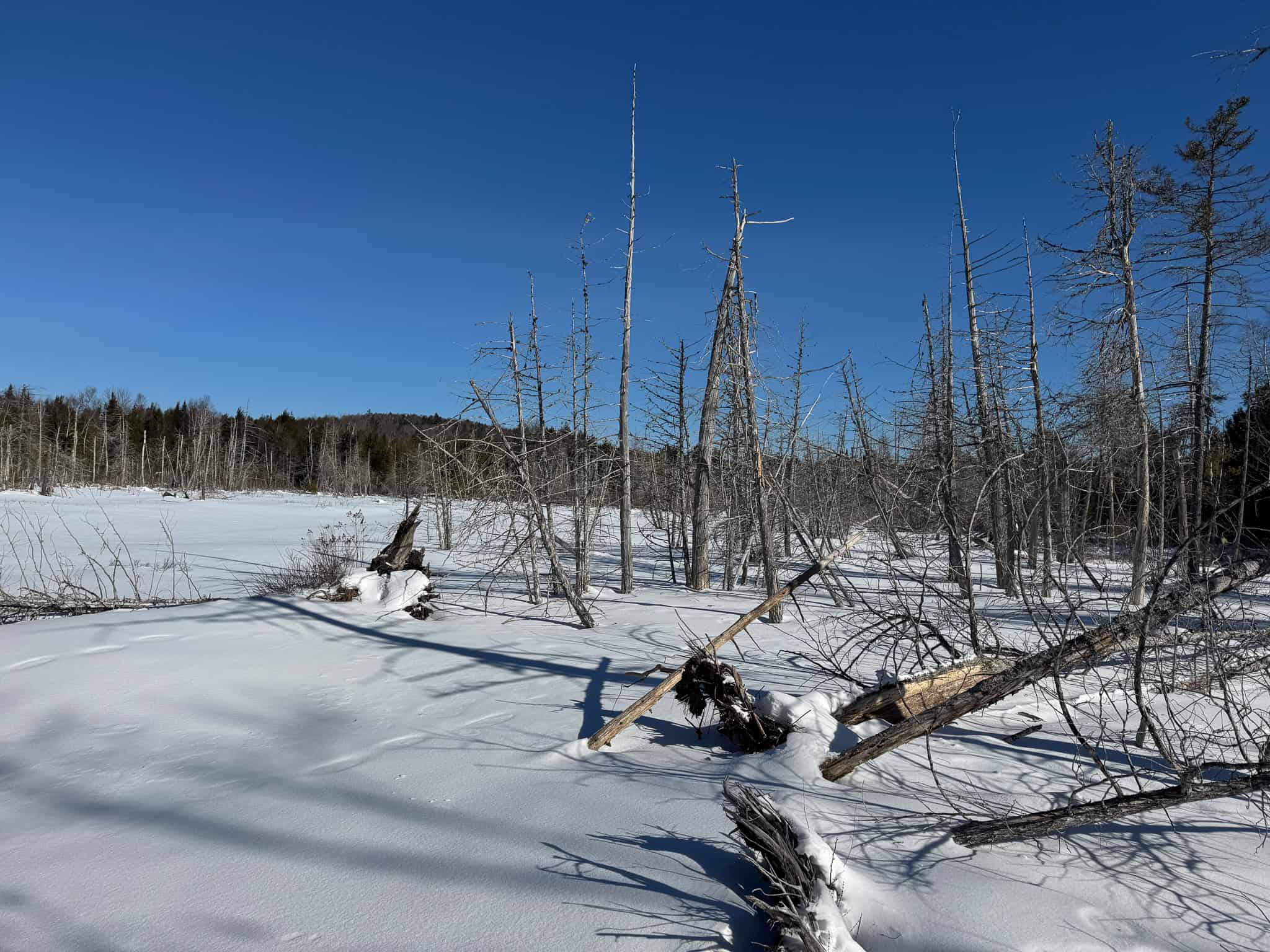 Maine Timberland Lot for Sale