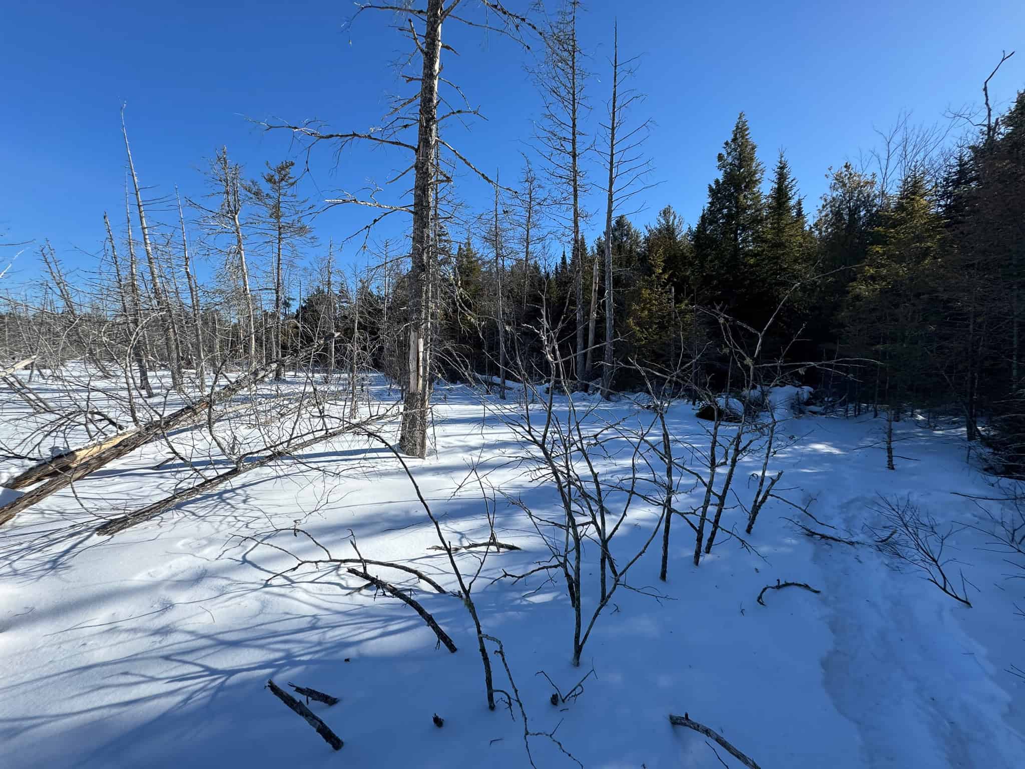 Maine Timberland Lot for Sale