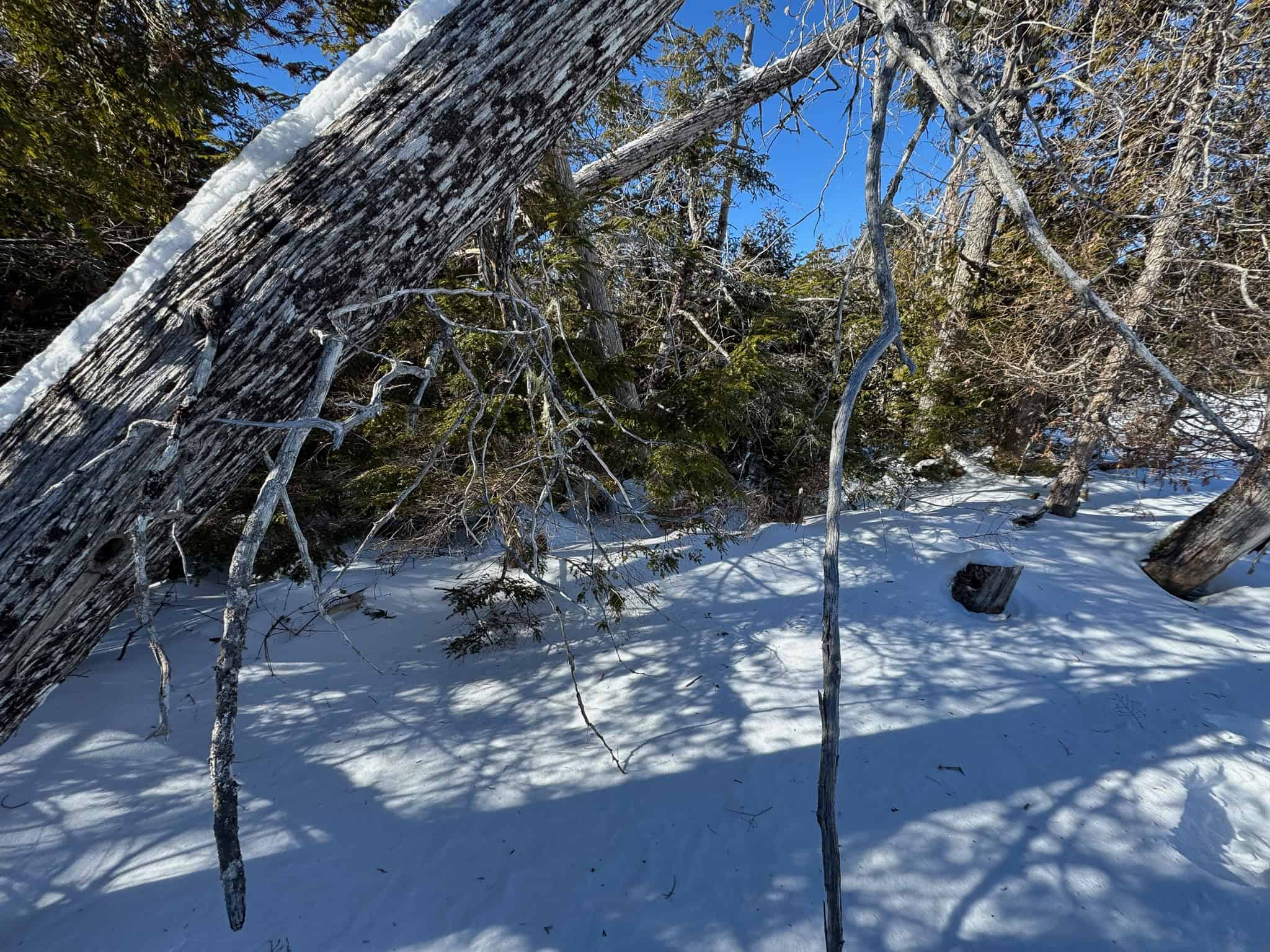 Maine Timberland Lot for Sale